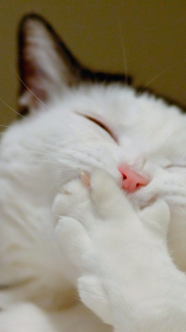 Gatto grigio con fetta pizza, 720x1280 Verticale, iPhone Air