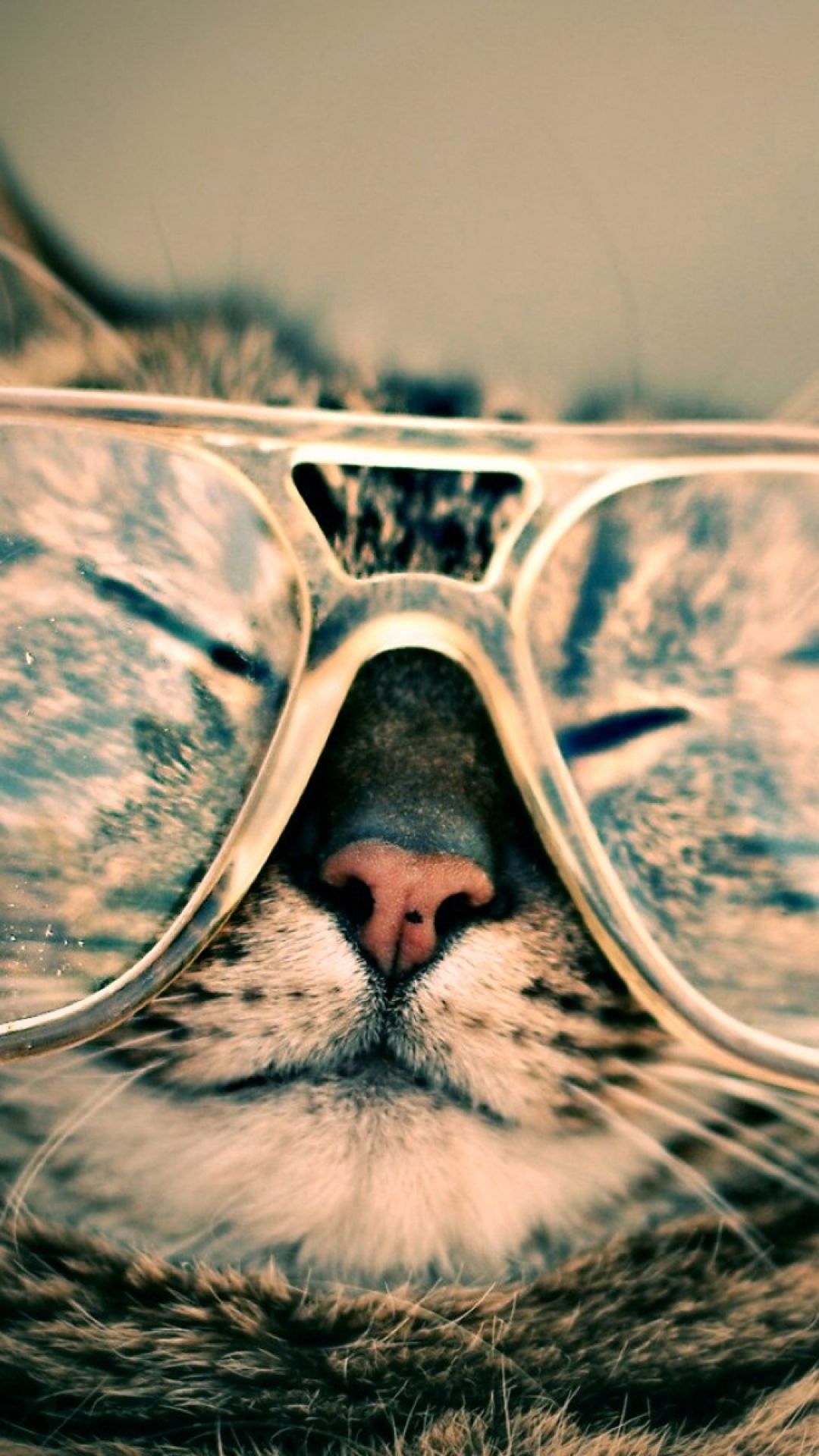 Gatto con occhiali da vista, 1080x1920 Full HD Verticale, iPhone Pro