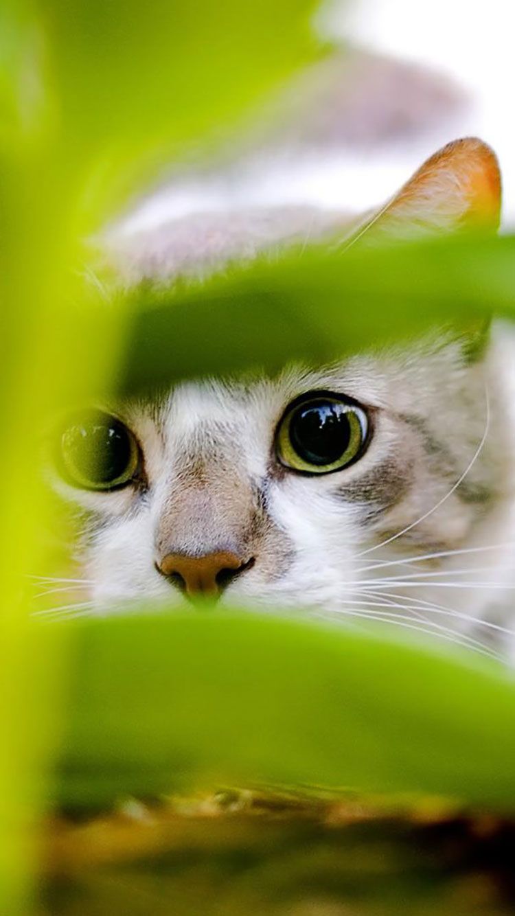 Gatto bianco tra foglie verdi, 750x1334 Verticale, iPhone