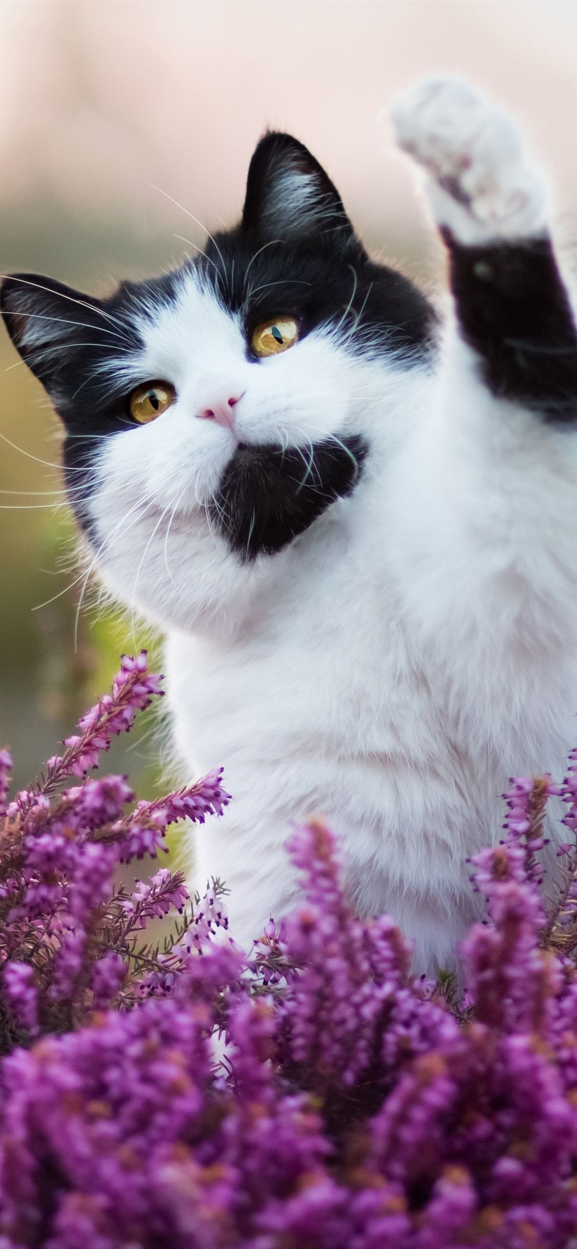 Gatto bianco e nero, fiori viola, 1125x2436 Full HD Verticale, iPhone Pro Max