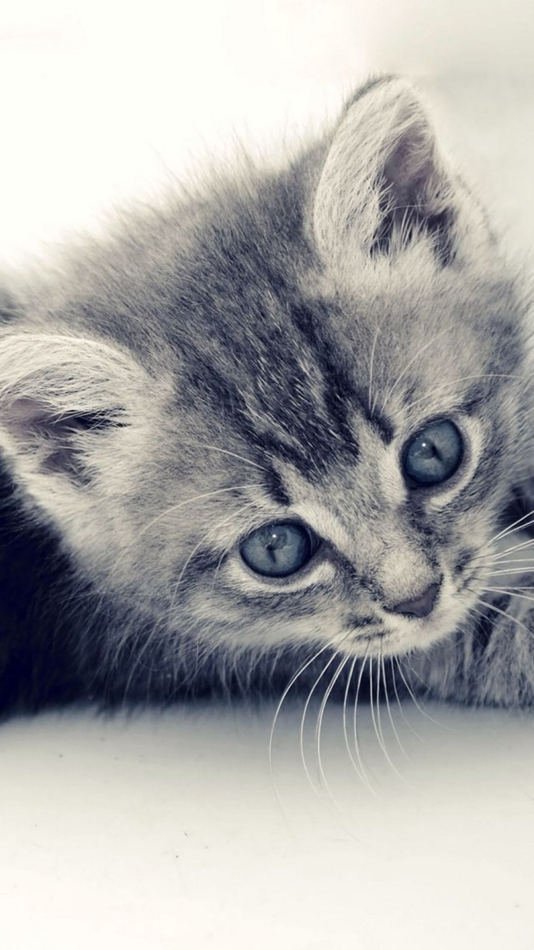 Gattino grigio con occhi azzurri, 1080x1920 Full HD Verticale, iPhone Air