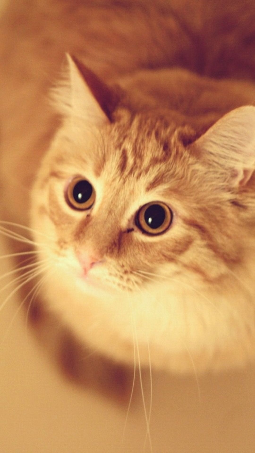 Gatto nero cartoon rosso, 1080x1920 Full HD Verticale, iPhone