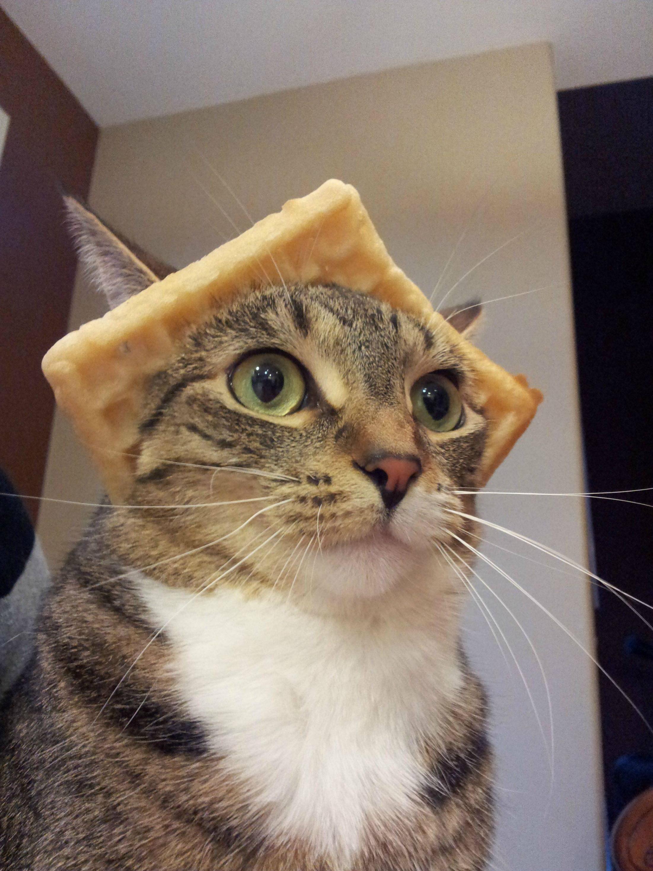di Gatti Divertenti per iPhone, 1028x1920 Full HD Verticale, iPhone Pro Max