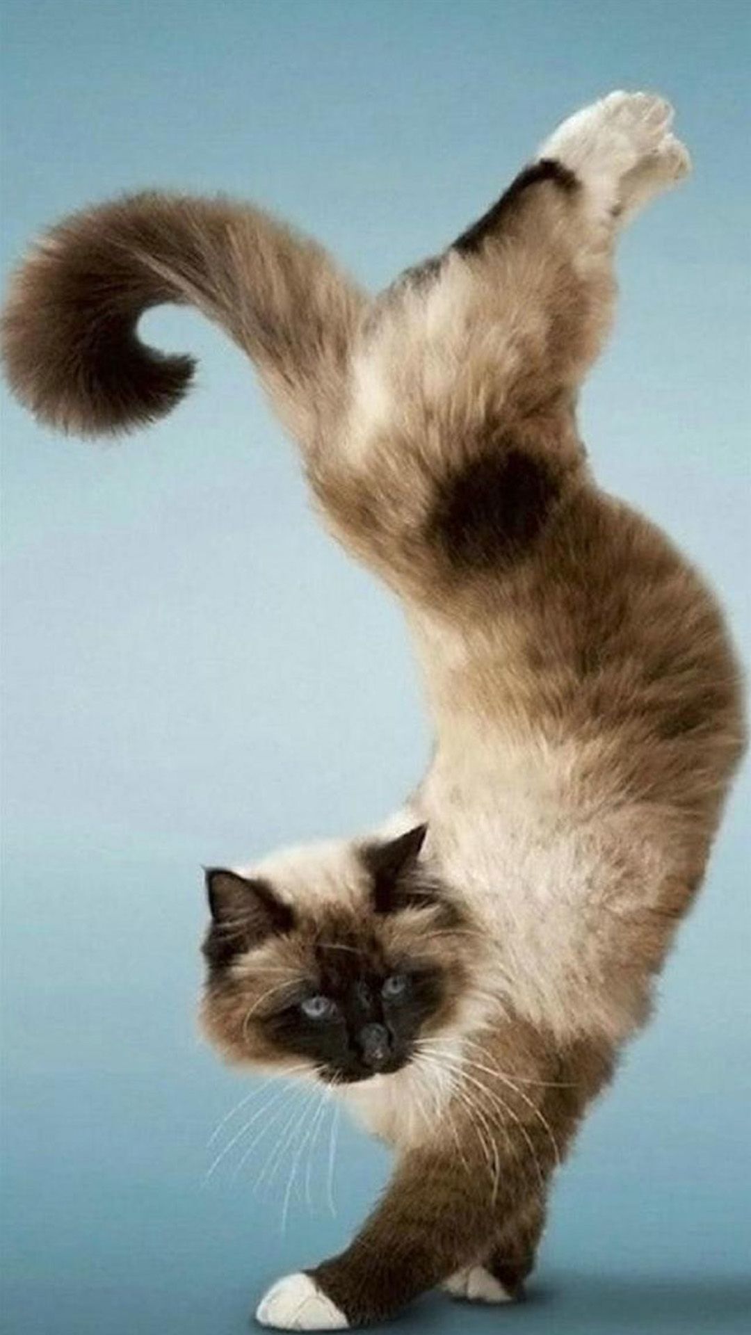 Gatto Ragdoll in verticale, 1080x1920 Verticale, iPhone Air