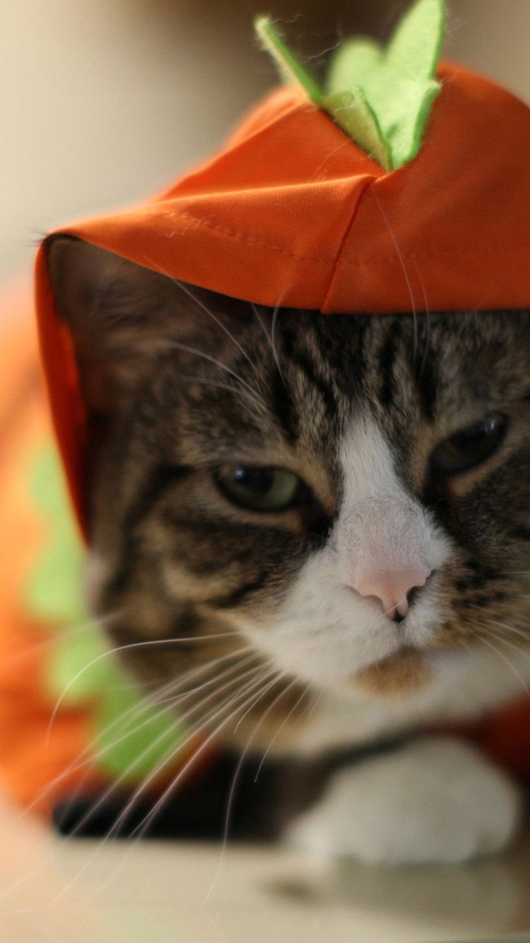 Gatto con costume da zucca, 750x1334 Verticale, iPhone