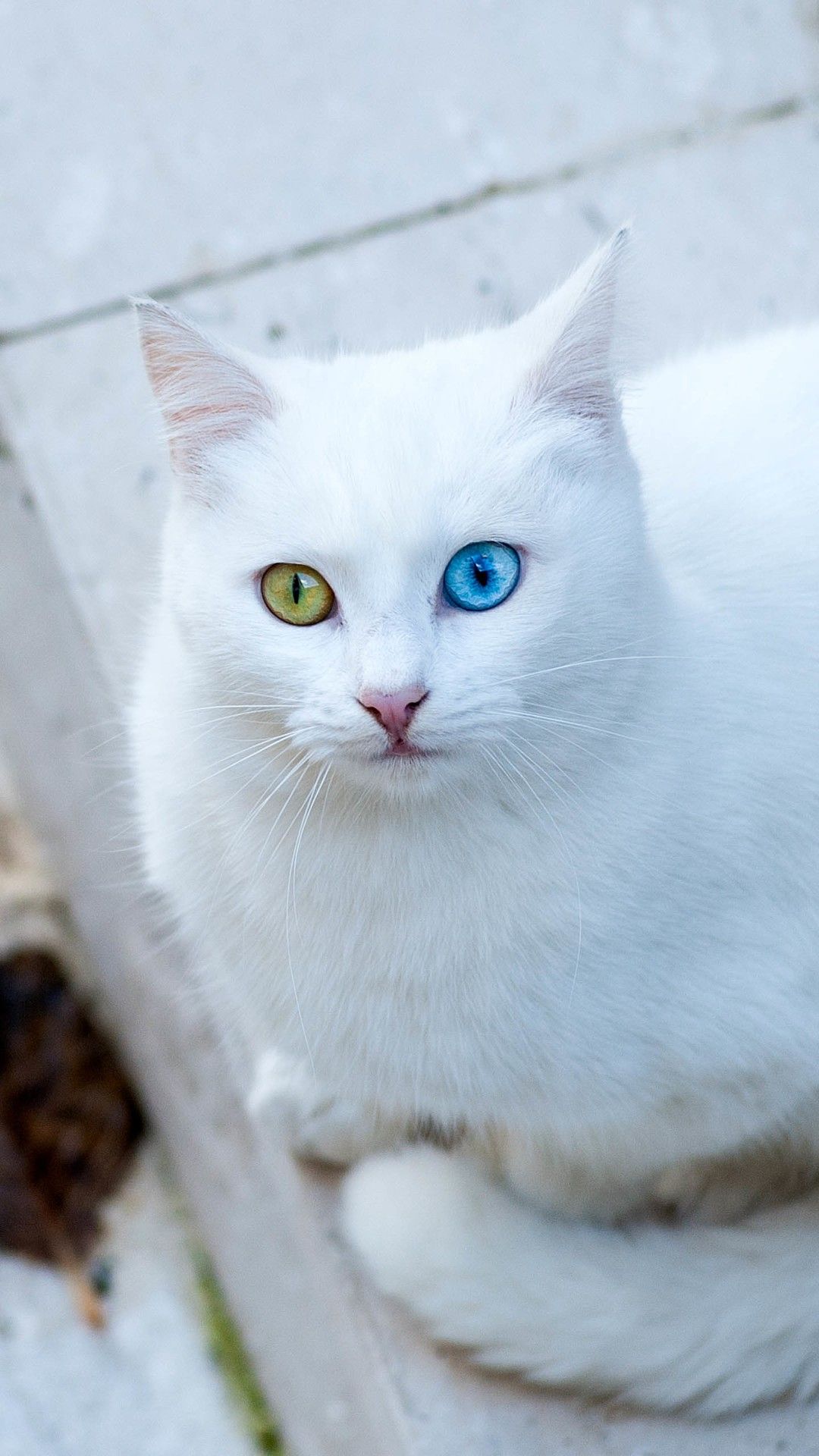 Gatto bianco occhi eterocromatici, 1080x1920 Full HD Verticale, iPhone Plus