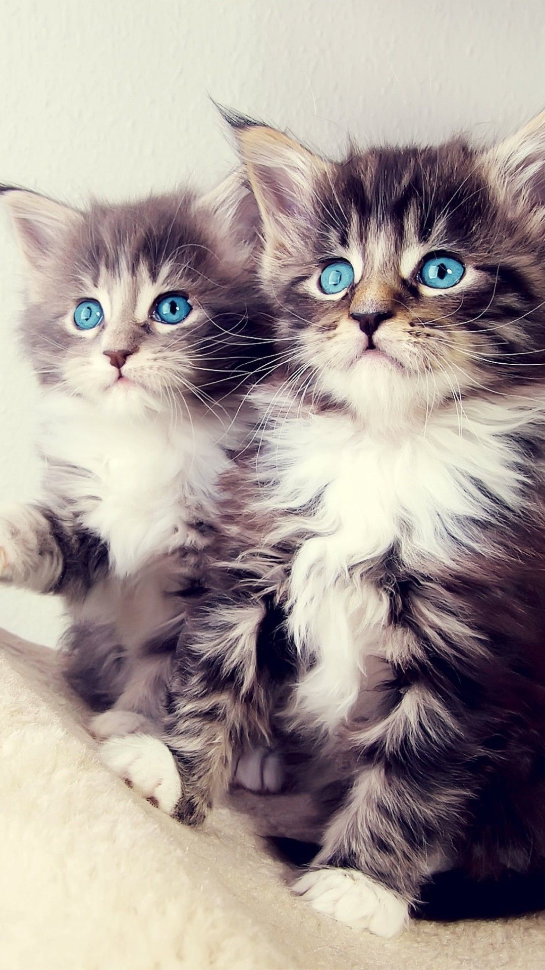 Due gattini occhi azzurri, 1080x1920 Full HD Verticale, iPhone Pro Max