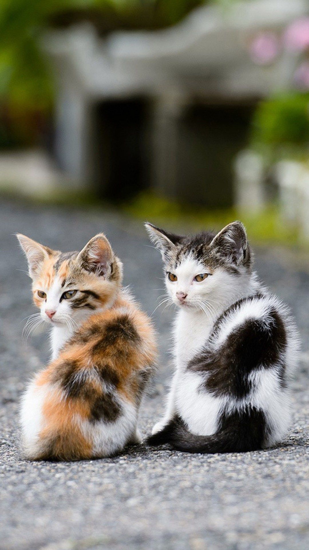 Due gattini seduti insieme, 1080x1920 Full HD Verticale, iPhone