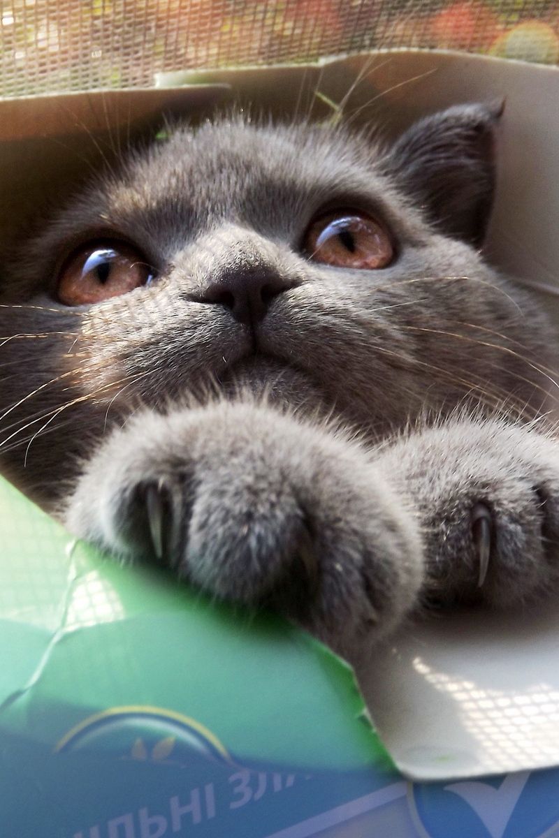 Gatto bianco su divano blu, 1024x768 HD, Desktop
