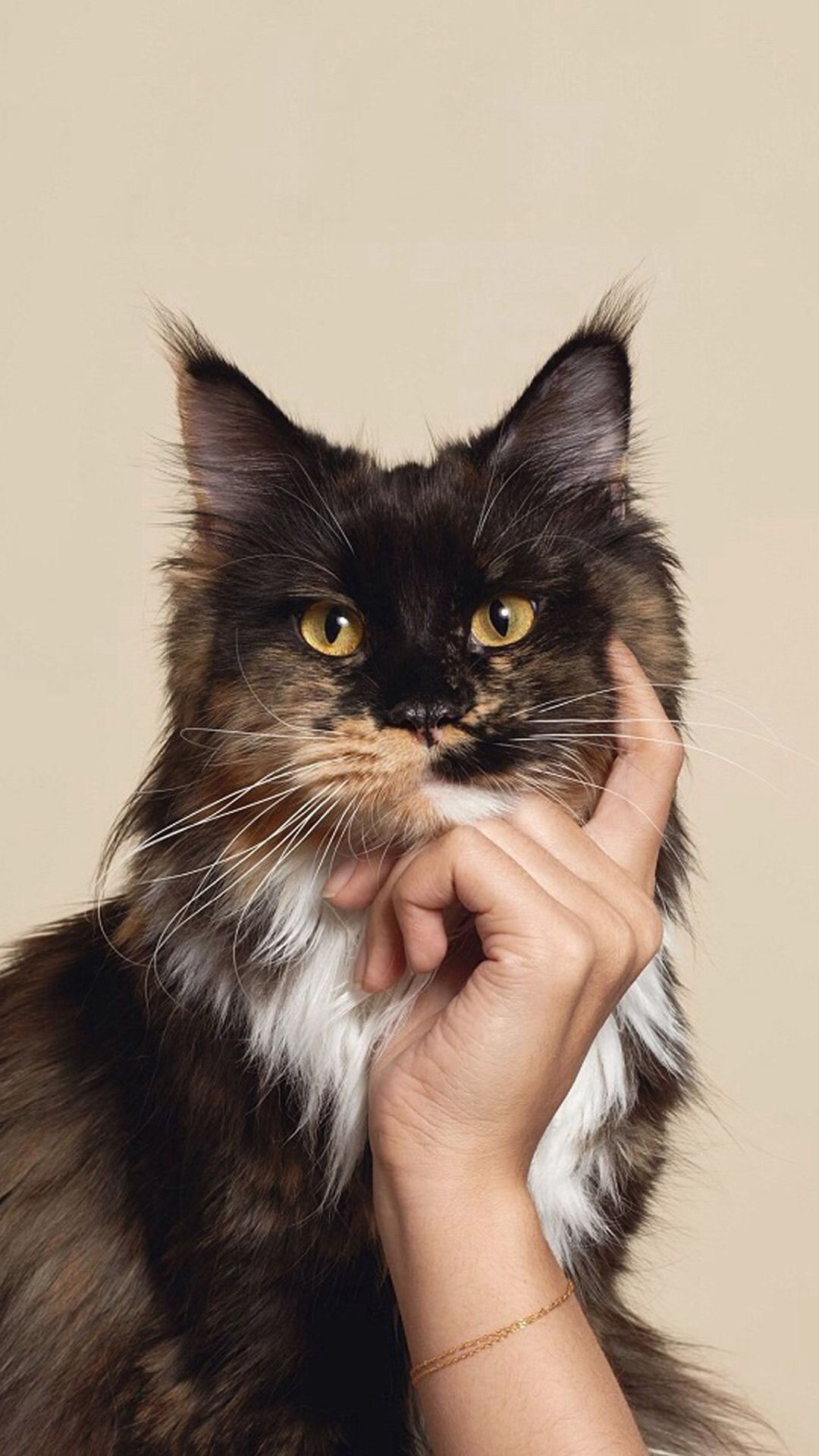 Gatto arancione con occhiali, 1024x768 HD, PC Desktop