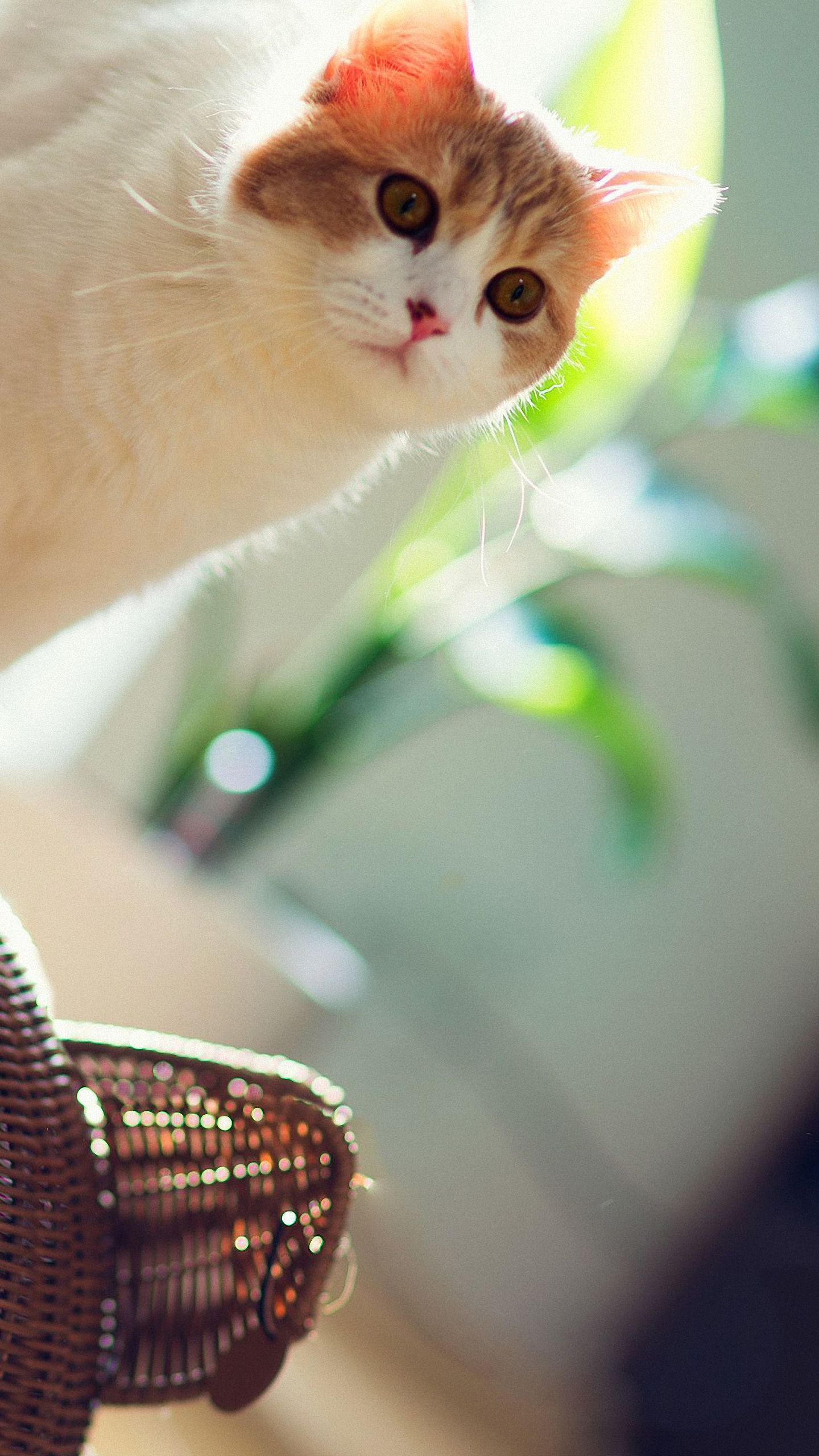 Gattino British Shorthair beige, 750x1334 Verticale, iPhone Pro