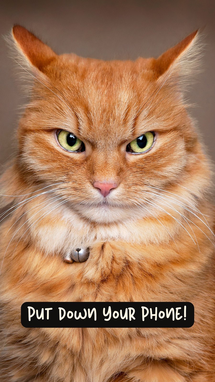 Gatto arancione espressione arrabbiata, 900x1600 Full HD Verticale, Samsung Galaxy