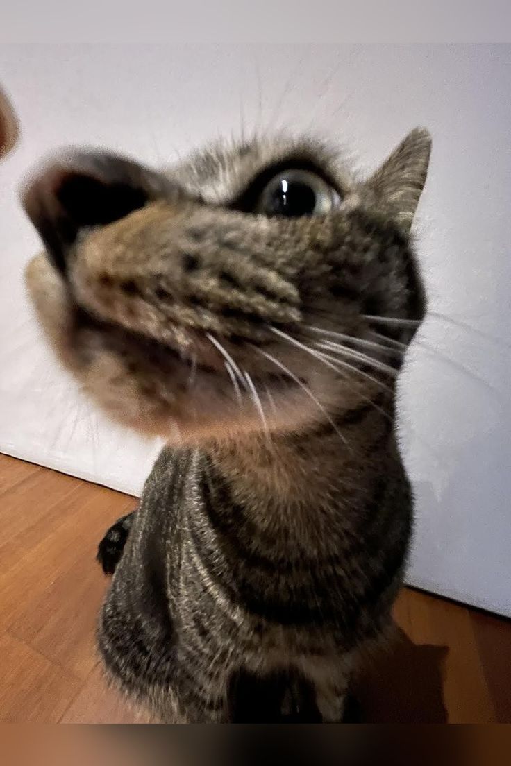 Gatto tabby divertente primo piano, 736x1104 Verticale, Mobile