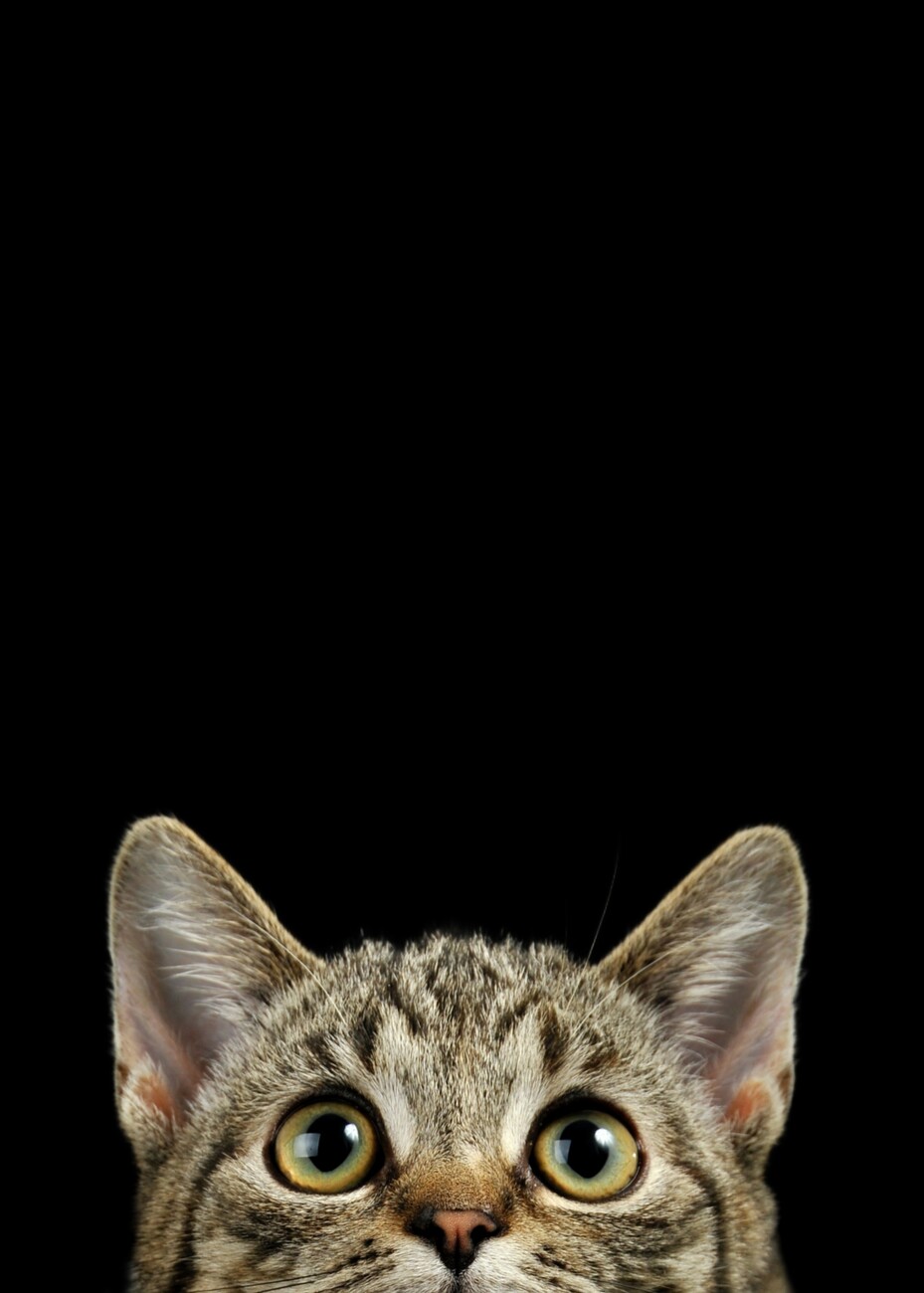 Gatto tigrato su sfondo nero, 929x1300 Full HD Verticale, iPhone