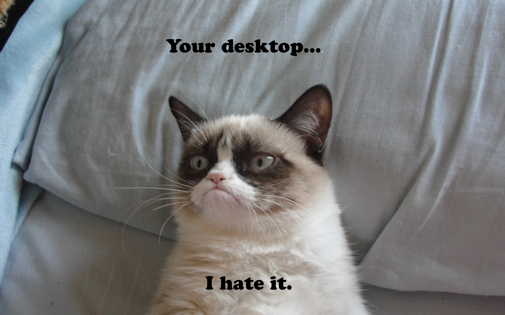Grumpy Cat meme divertente, 1920x1200 Full HD+, Desktop