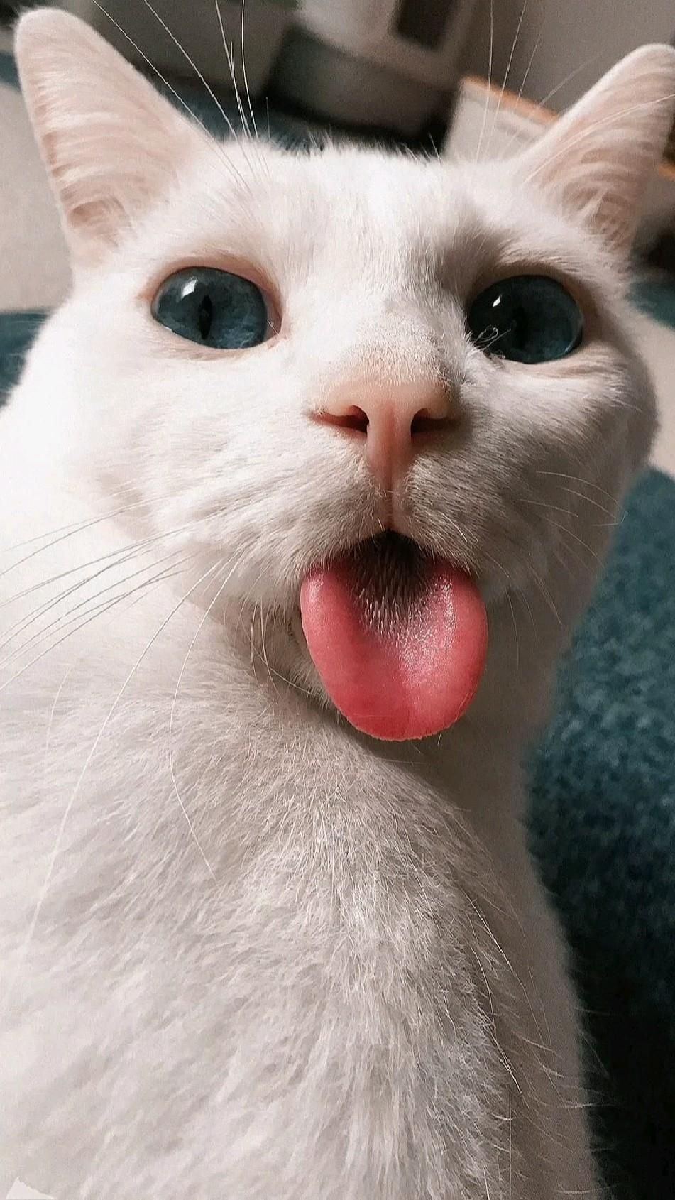 Gatto bianco con lingua fuori, 951x1690 Full HD Verticale, iPhone