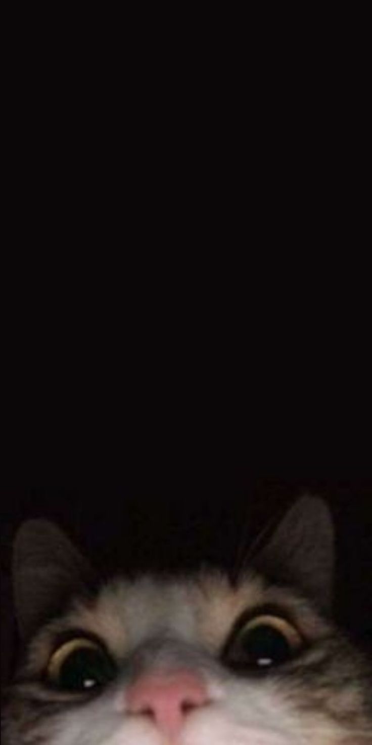 Gatto che sbircia nel buio, 736x1472 Verticale, Xiaomi
