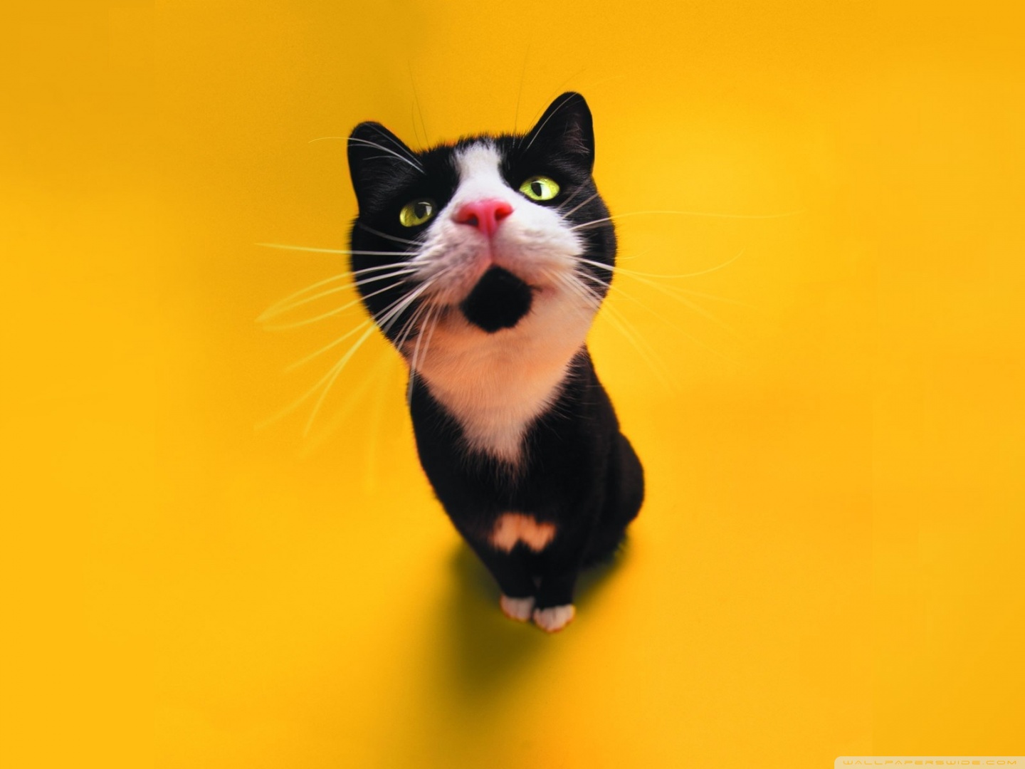Gatto bianco e nero sfondo giallo, 1440x1080 720p, PC