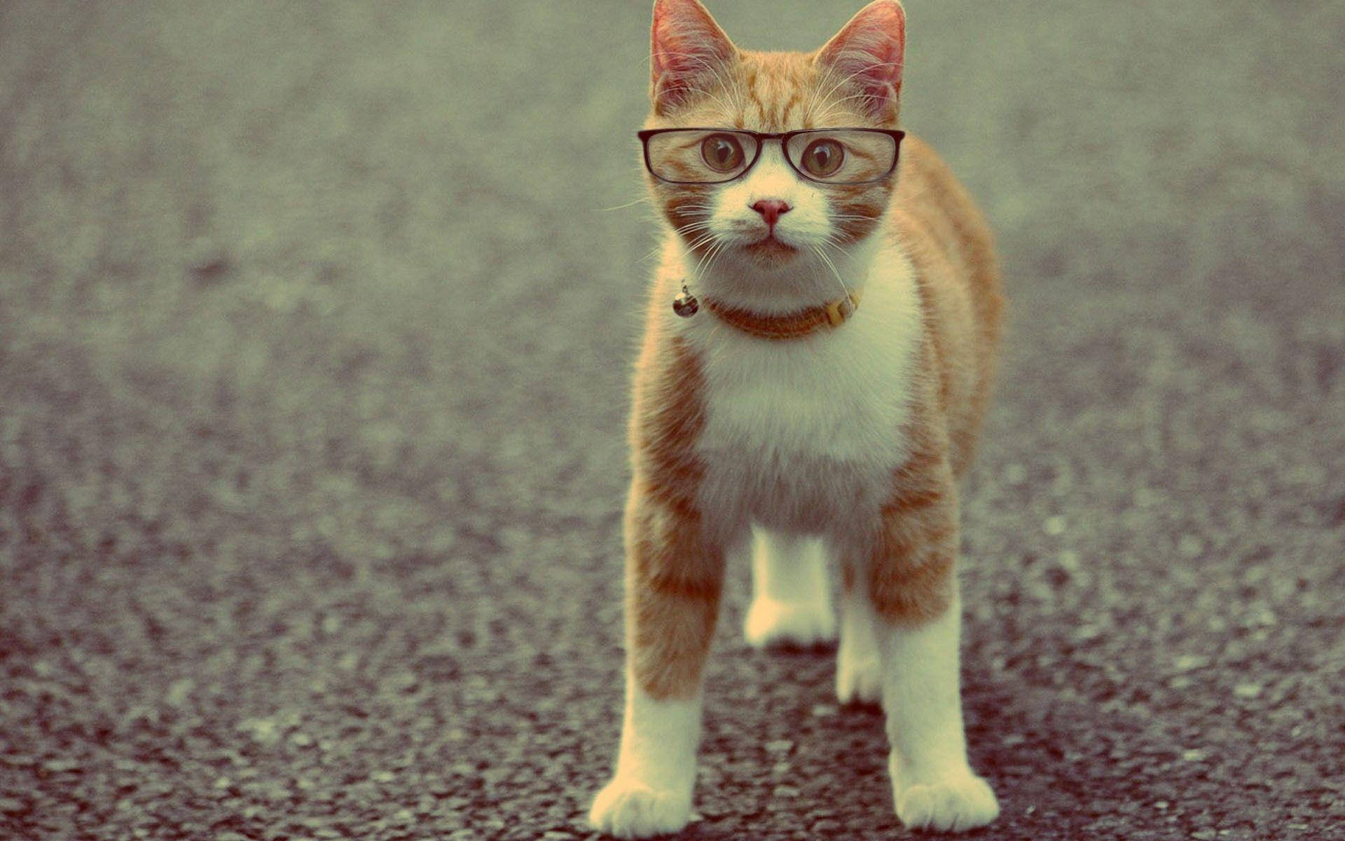 Gatto arancione con occhiali, 1920x1200 Full HD+ WUXGA, PC