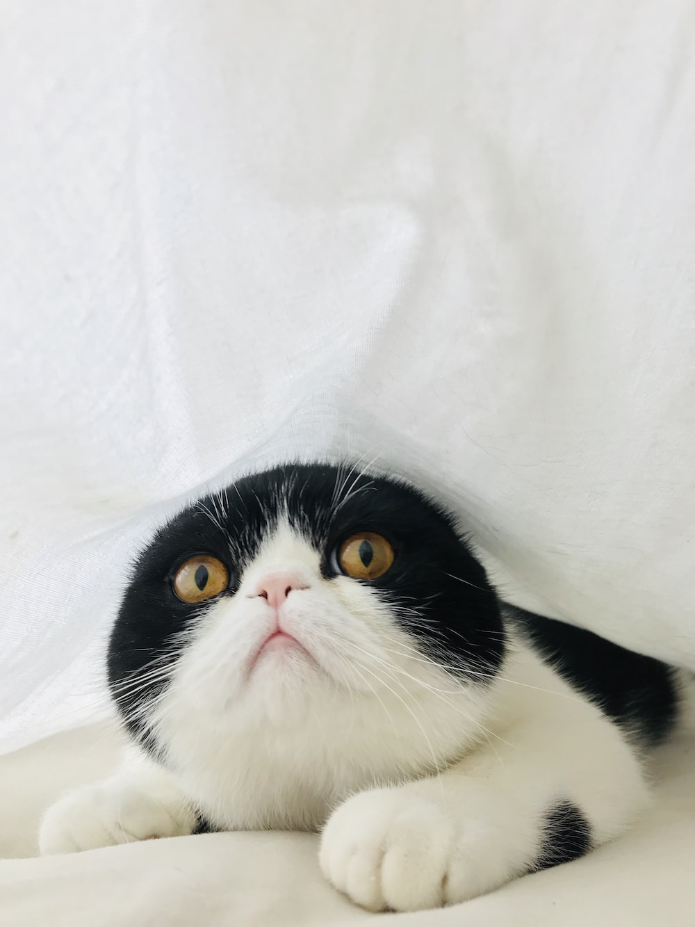 Gatto bianco e nero divertente, 1000x1333 Verticale, Mobile