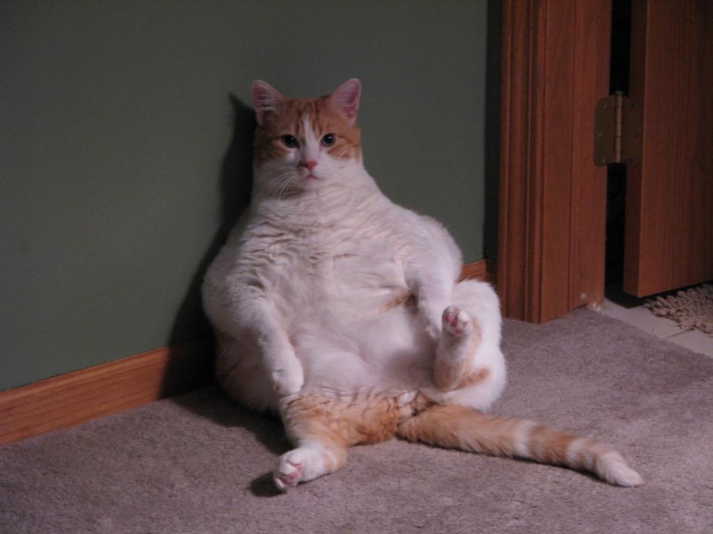 Gatto arancione bianco seduto buffo, 1024x768 HD, Desktop