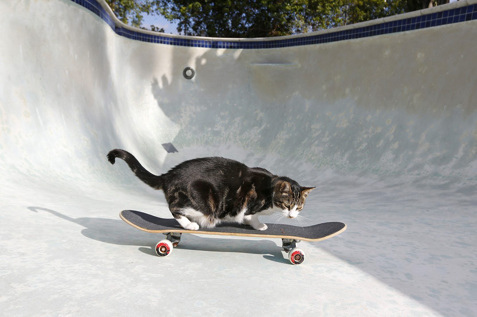 Gatto su skateboard piscina, 1664x1108 HD, Desktop