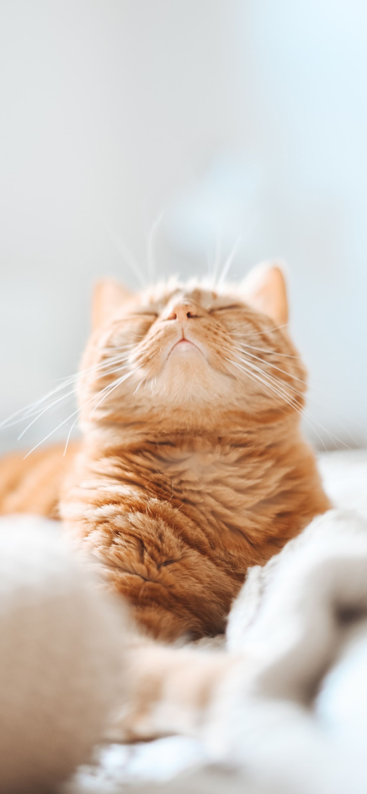 Gatto arancione rilassato, 1242x2688 Full HD Verticale, iPhone