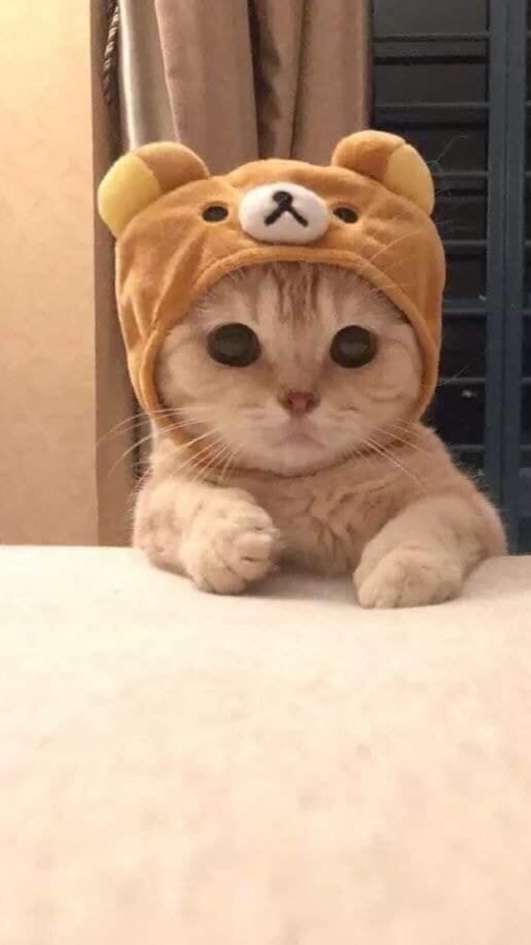 Gatto con cappuccio orsetto, 1080x1920 Verticale, Mobile