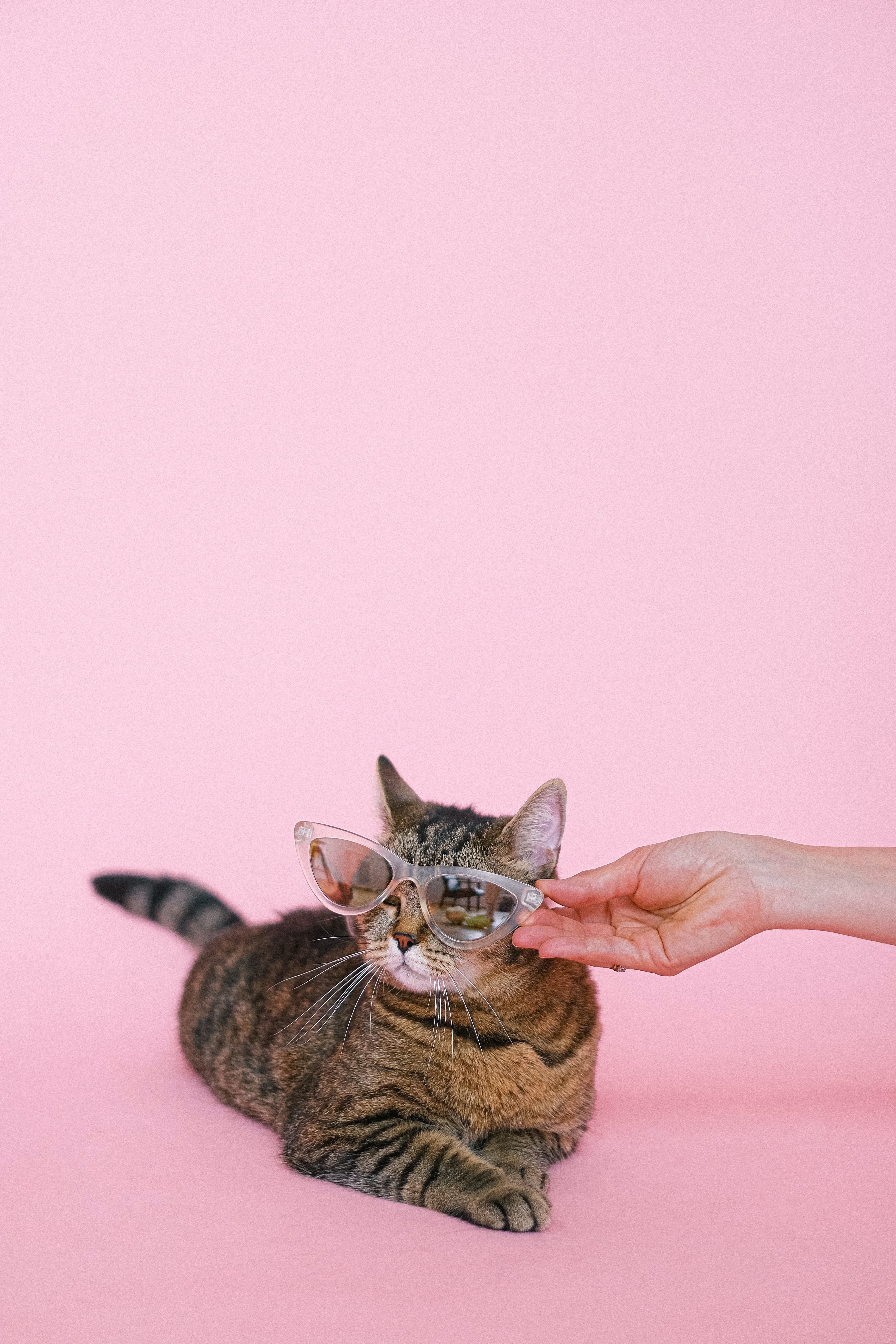 Gatto tigrato su sfondo rosa, 4160x6240 Verticale, Telefono