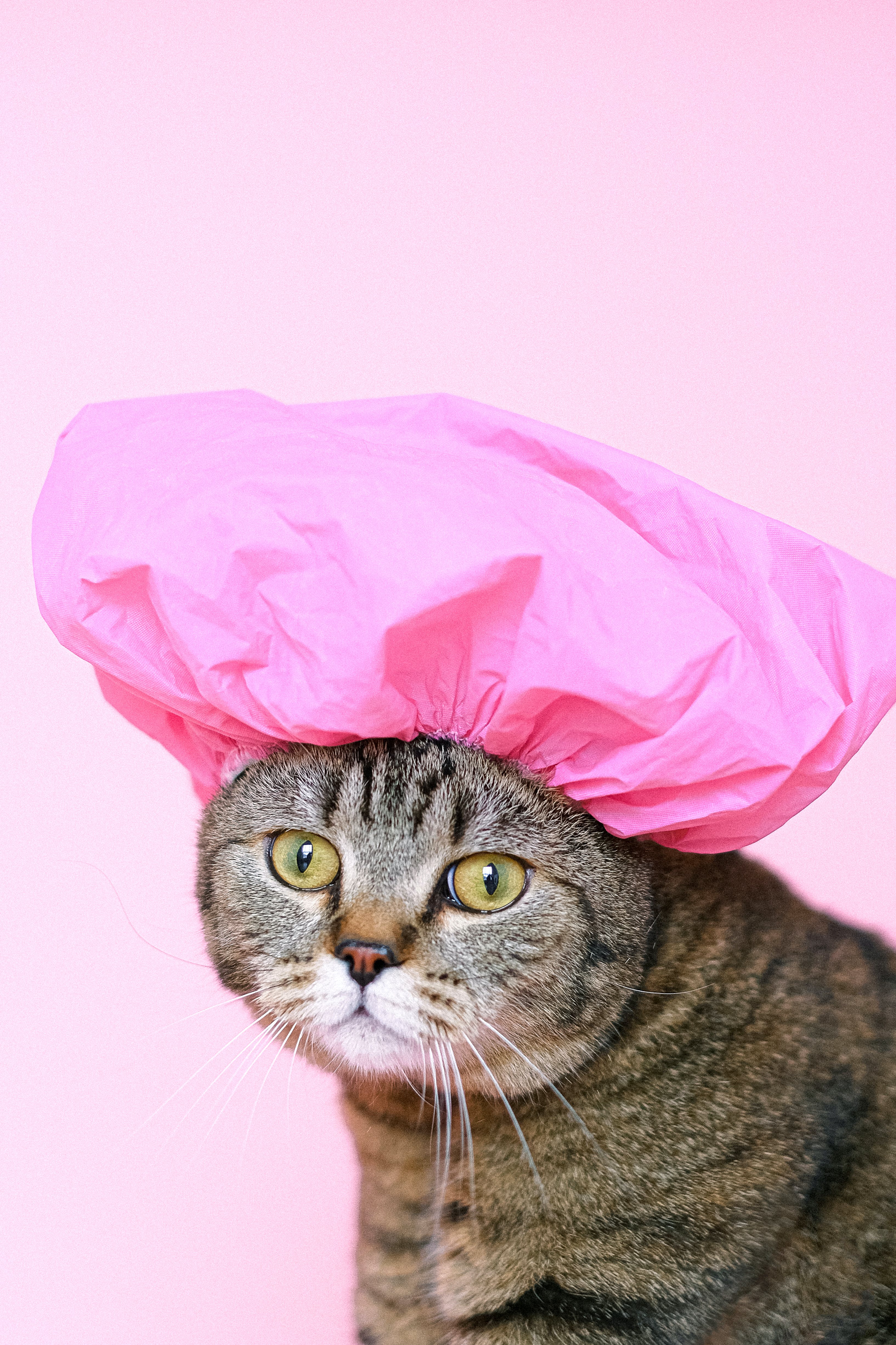 Gatto con cuffia doccia rosa, 3267x4901 Full HD Verticale, Smartphone