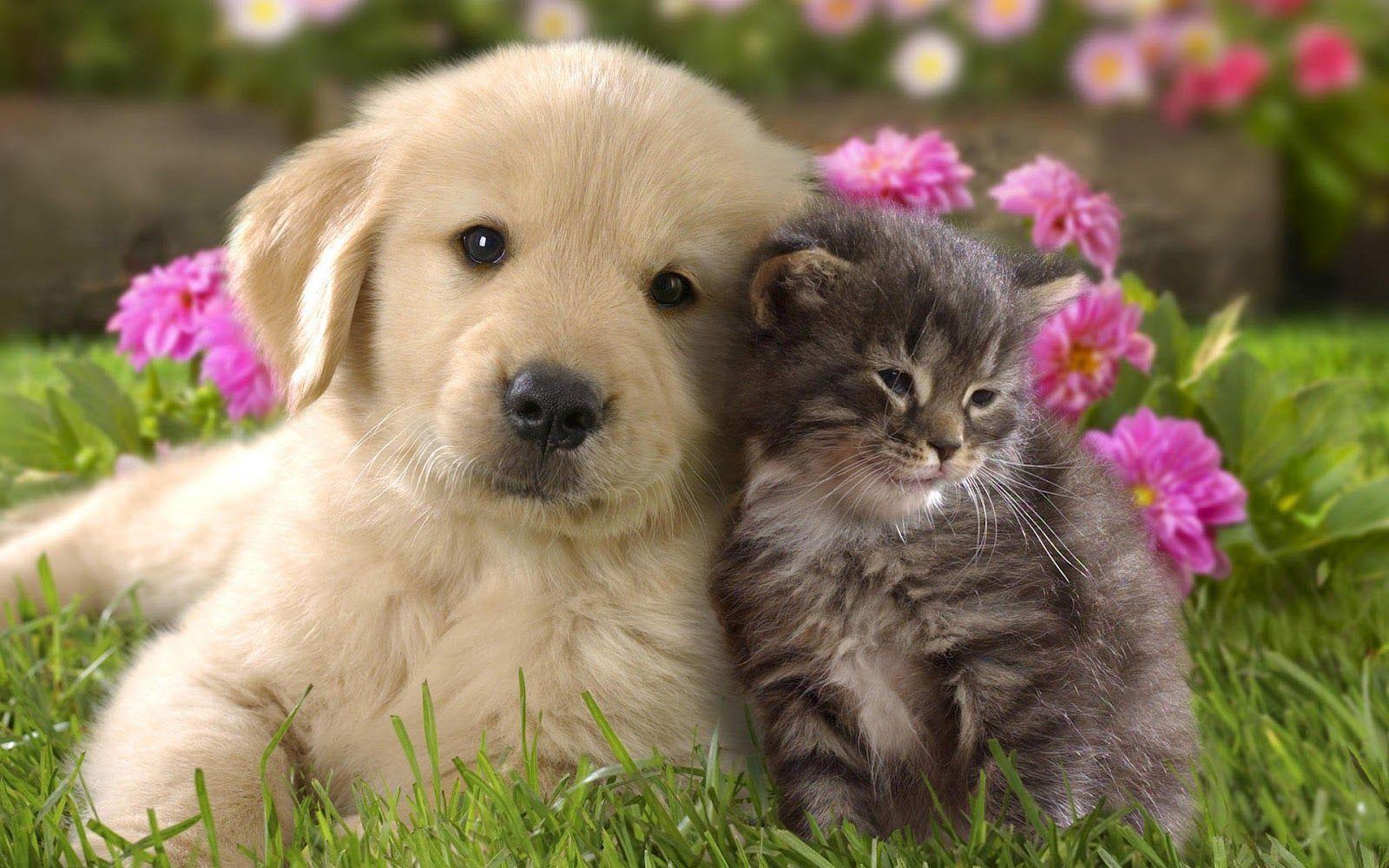 Cucciolo golden retriever e gattino, 1600x1000 HD, Desktop