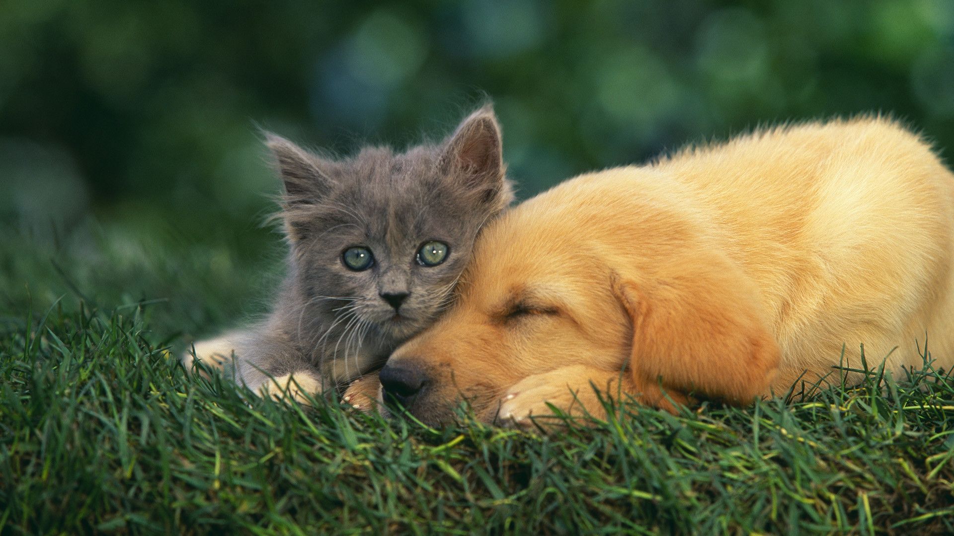 Gattino grigio e cucciolo dorato, 1920x1080 1080p, Laptop