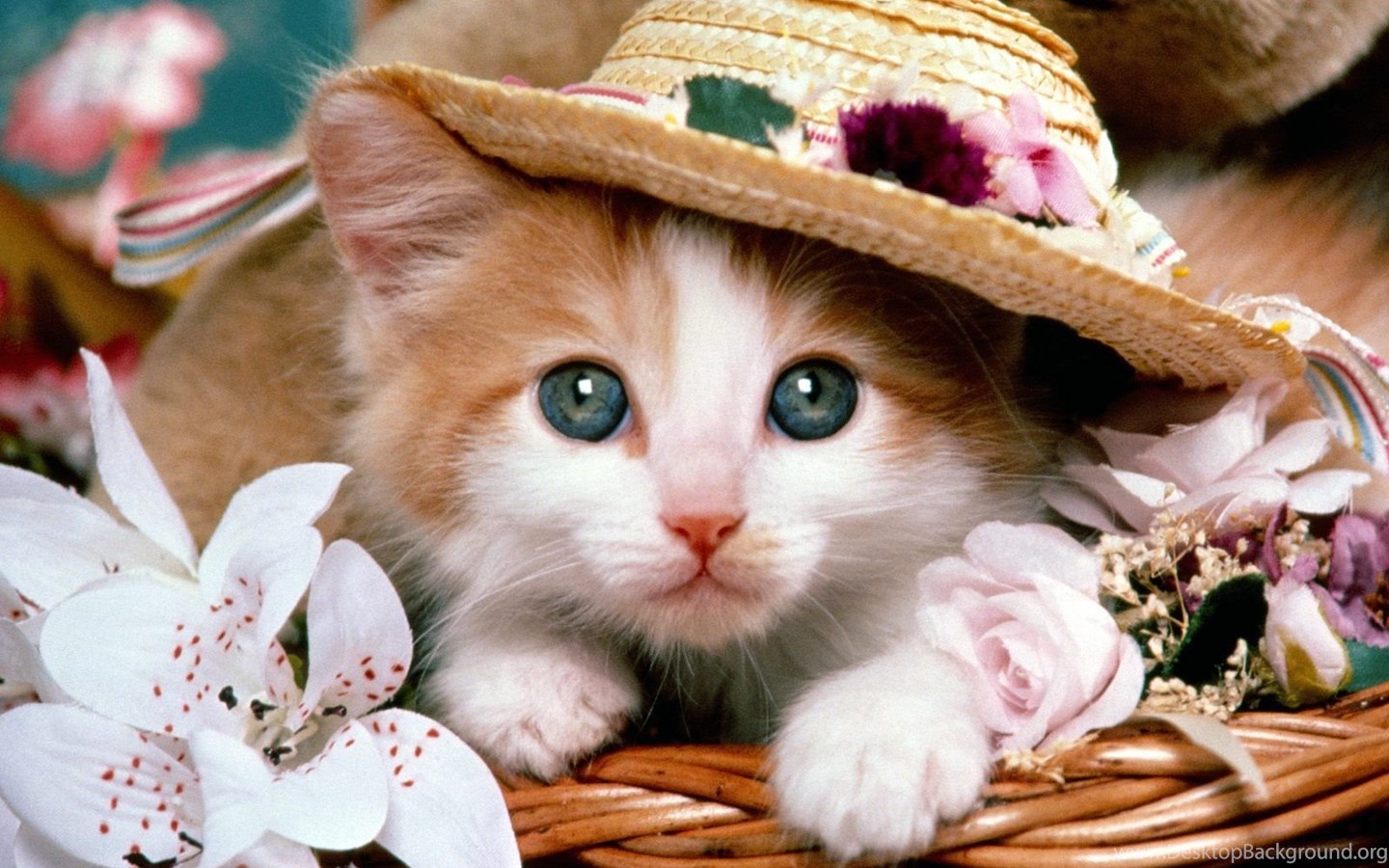 Gattino con cappello di paglia, 1440x900 HD, Desktop