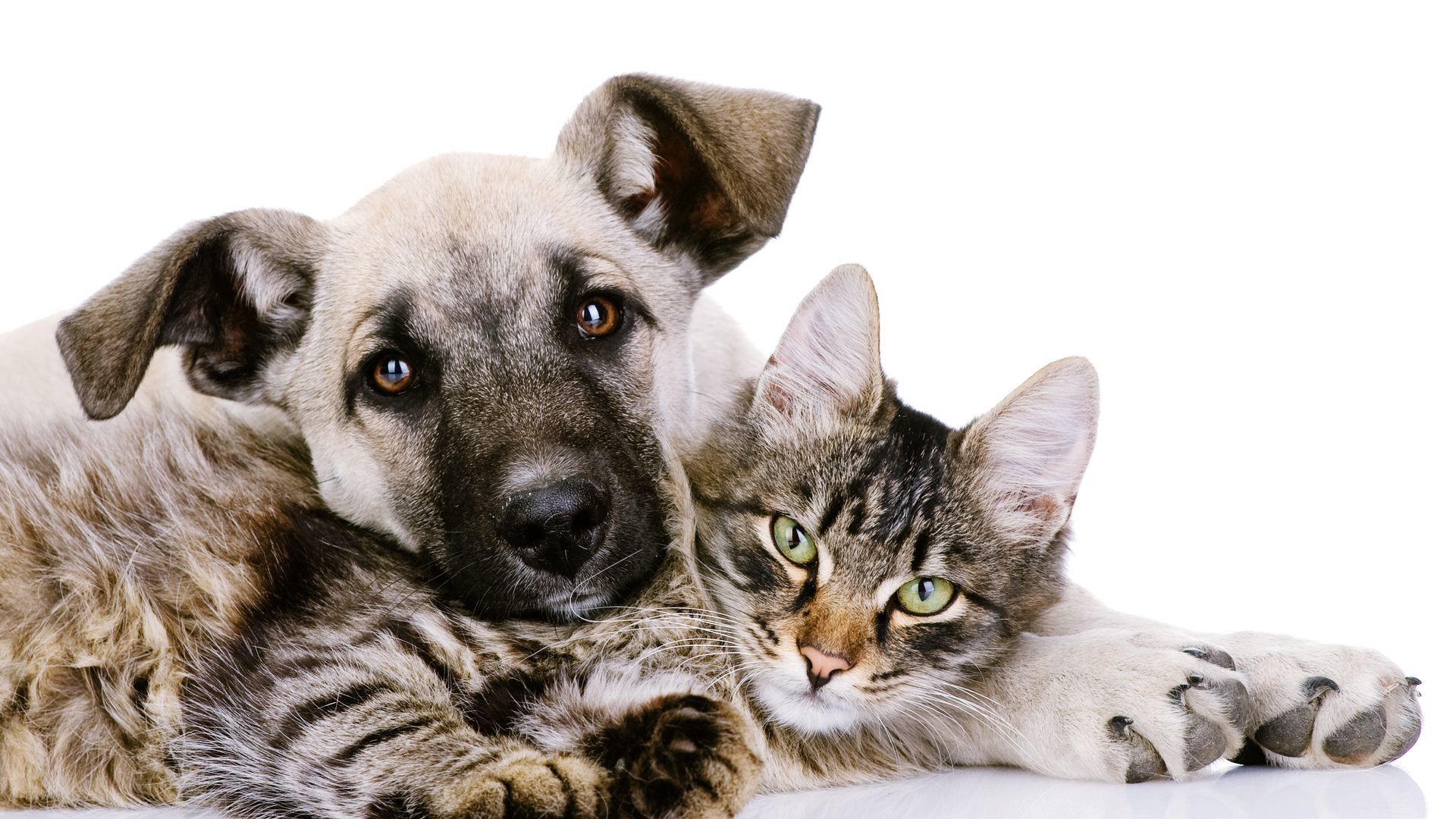 Cane e gatto sdraiati insieme, 1920x1080 Full HD, PC