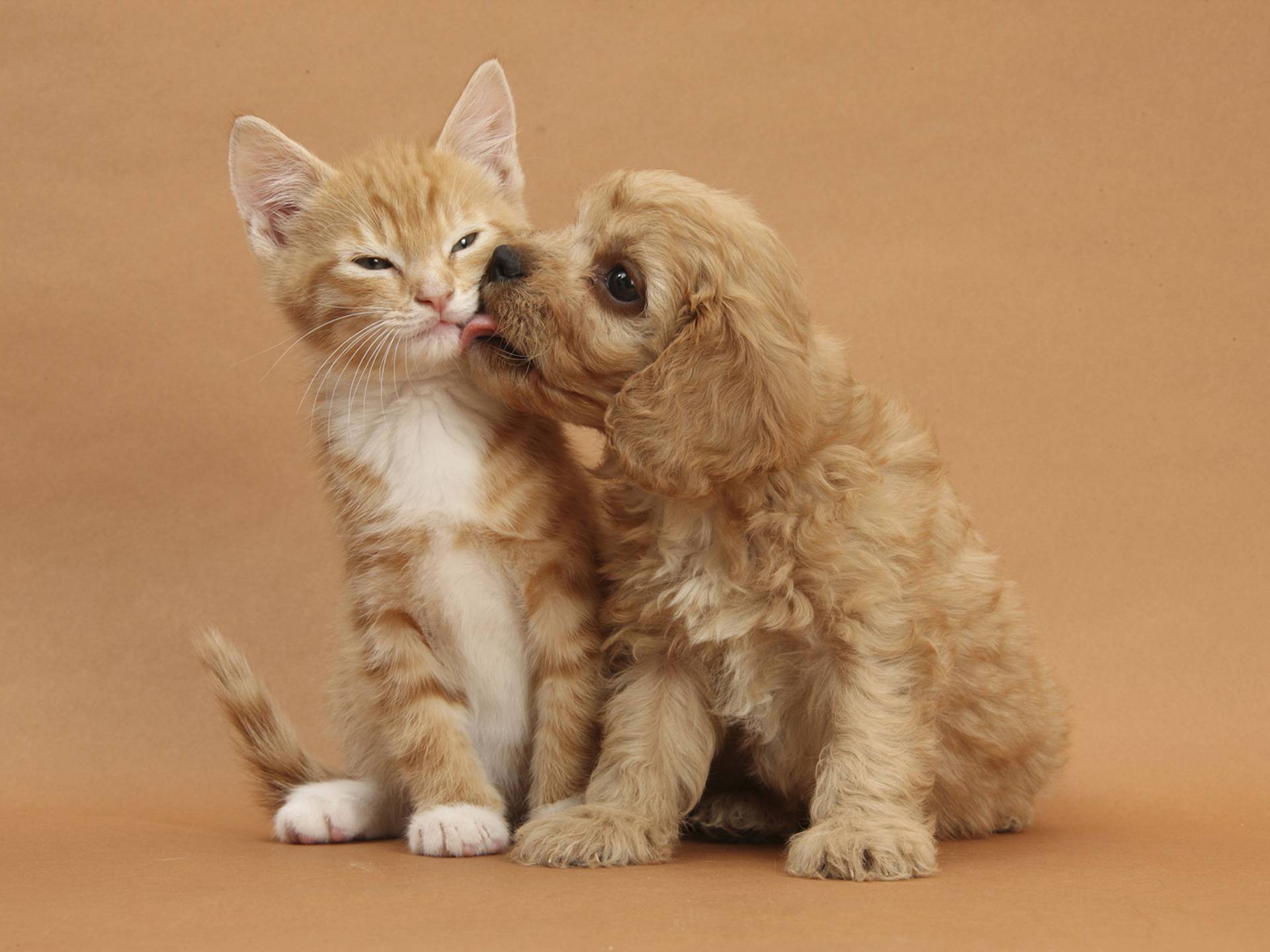 Gattino e cucciolo abbracciati, 1920x1440 Full HD+ WUXGA, PC Desktop