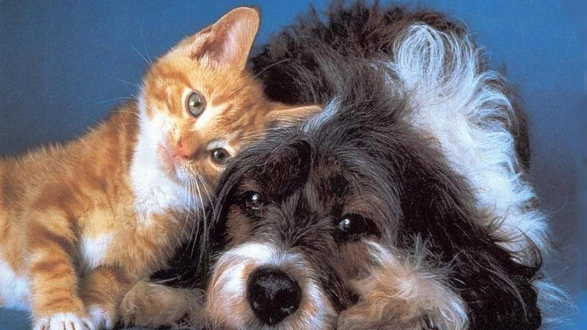 Gattino arancione e cane bianco-nero, 1920x1080 1080p, Laptop