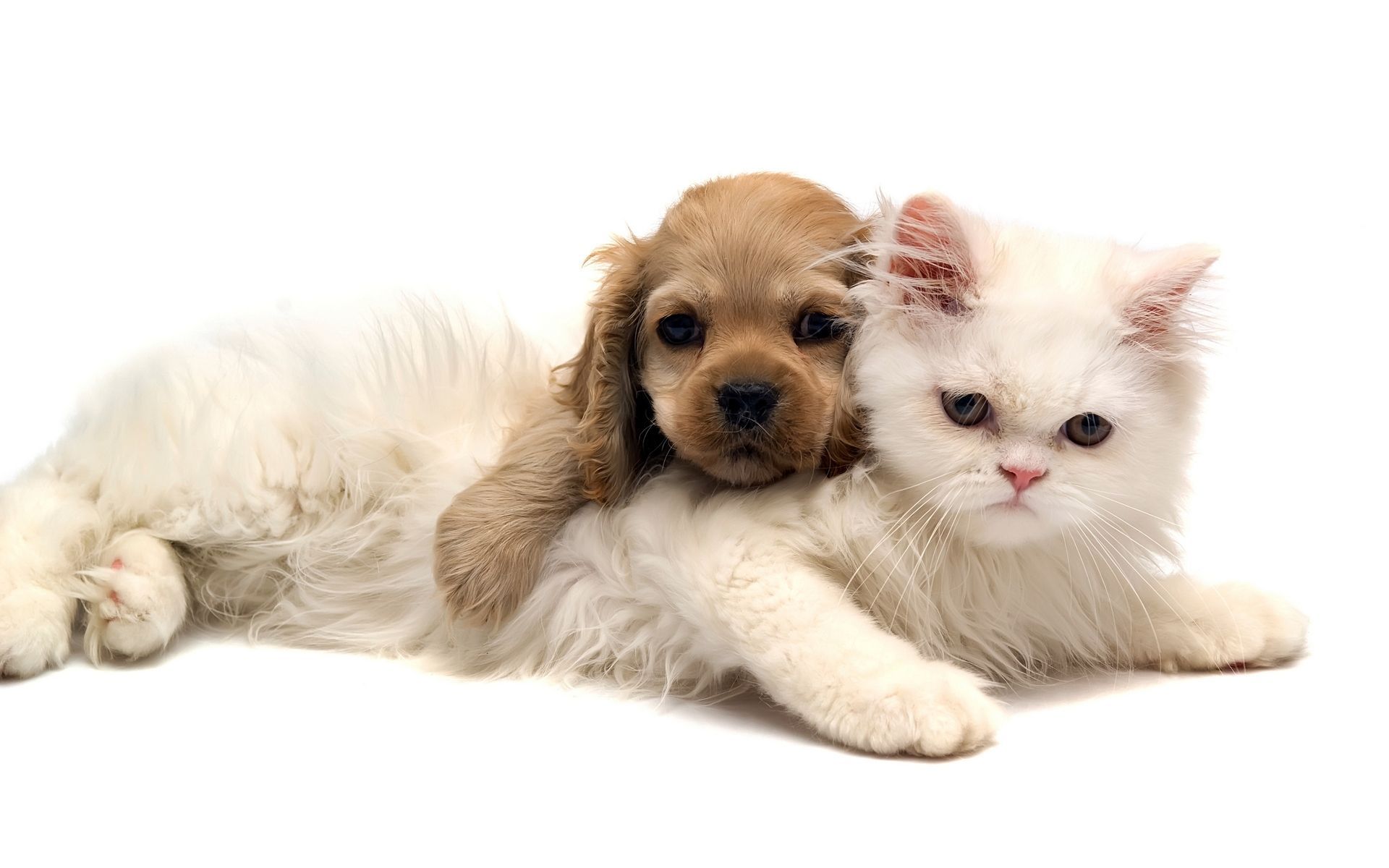 Cucciolo cane e gatto bianco, 1920x1200 Full HD+ WUXGA, iMac