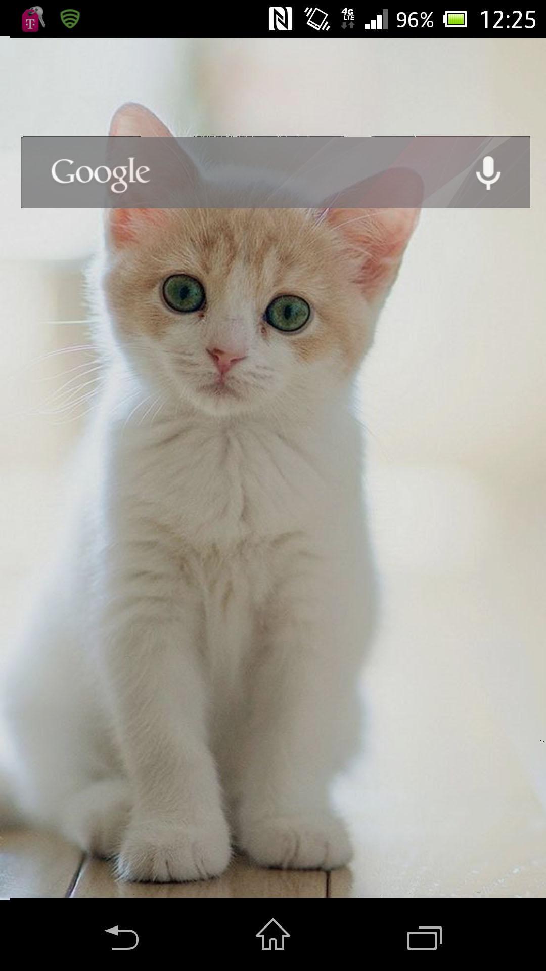 Gattino bianco e arancione, 1080x1920 Verticale, Samsung Galaxy