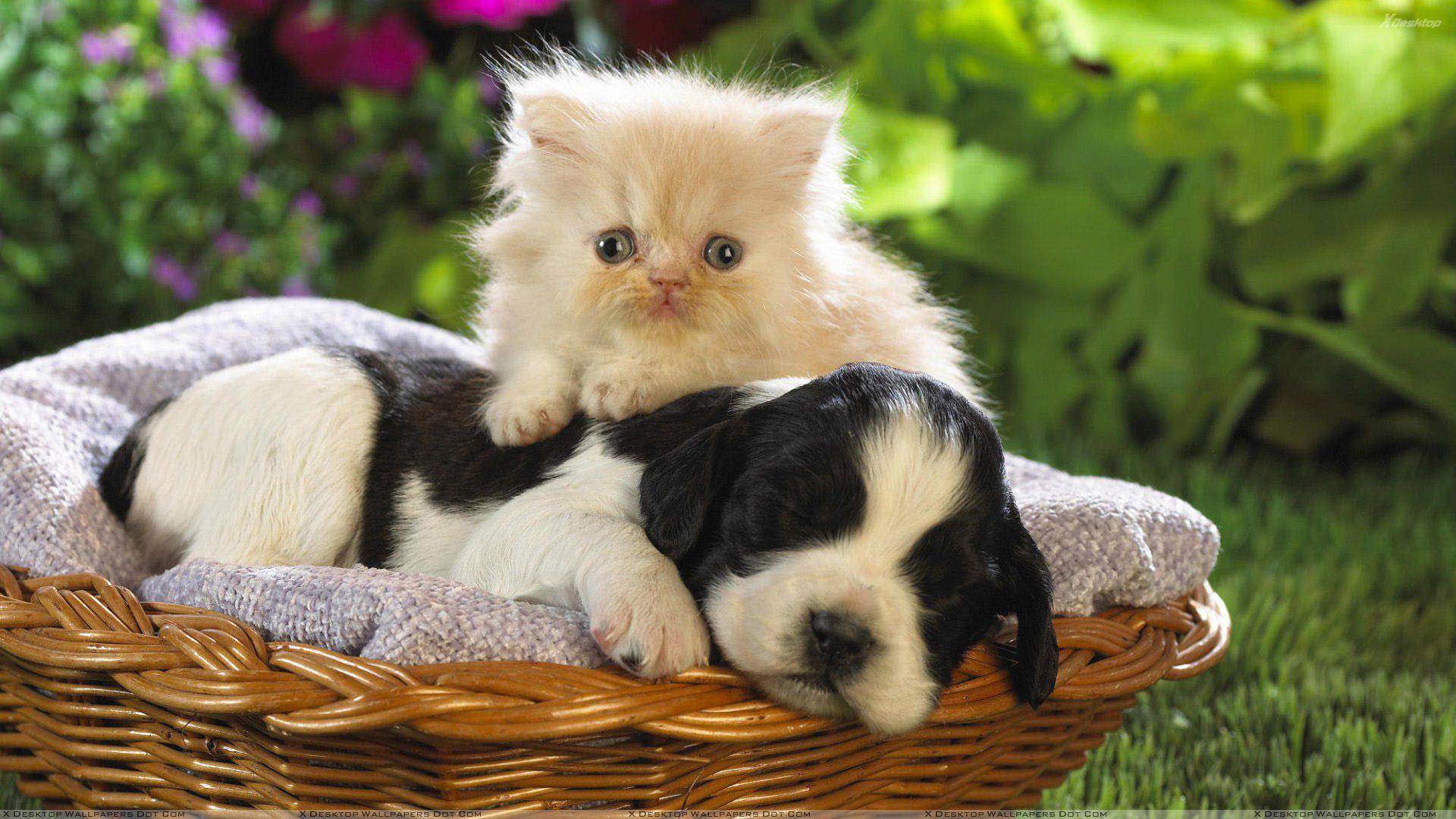 Gattino e cucciolo nel cesto, 1920x1080 1080p, PC