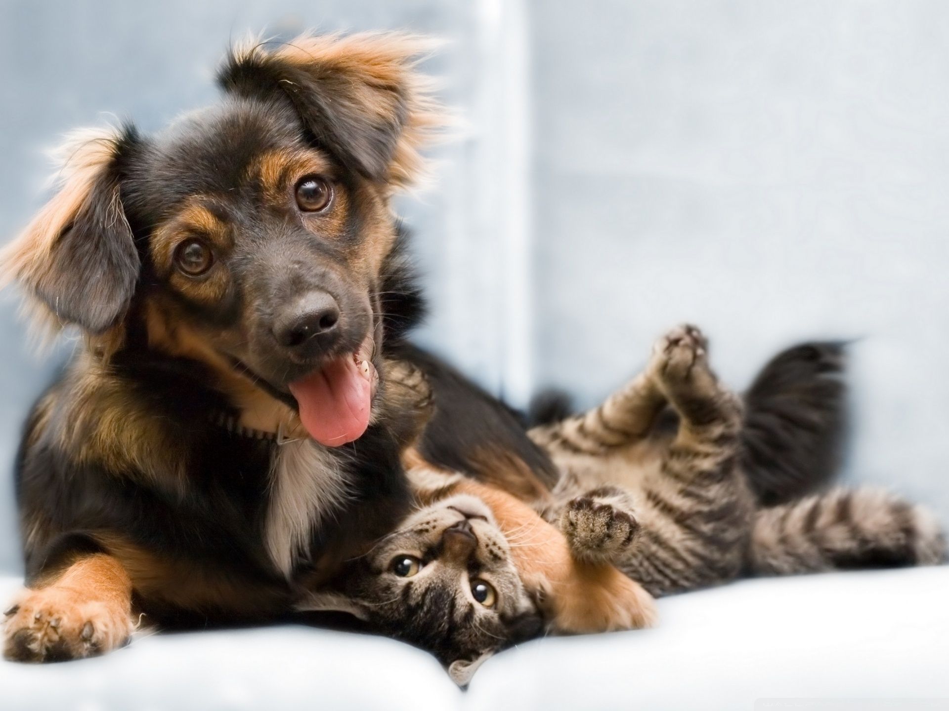 Cucciolo e gatto sdraiati insieme, 1920x1440 Full HD+, Laptop