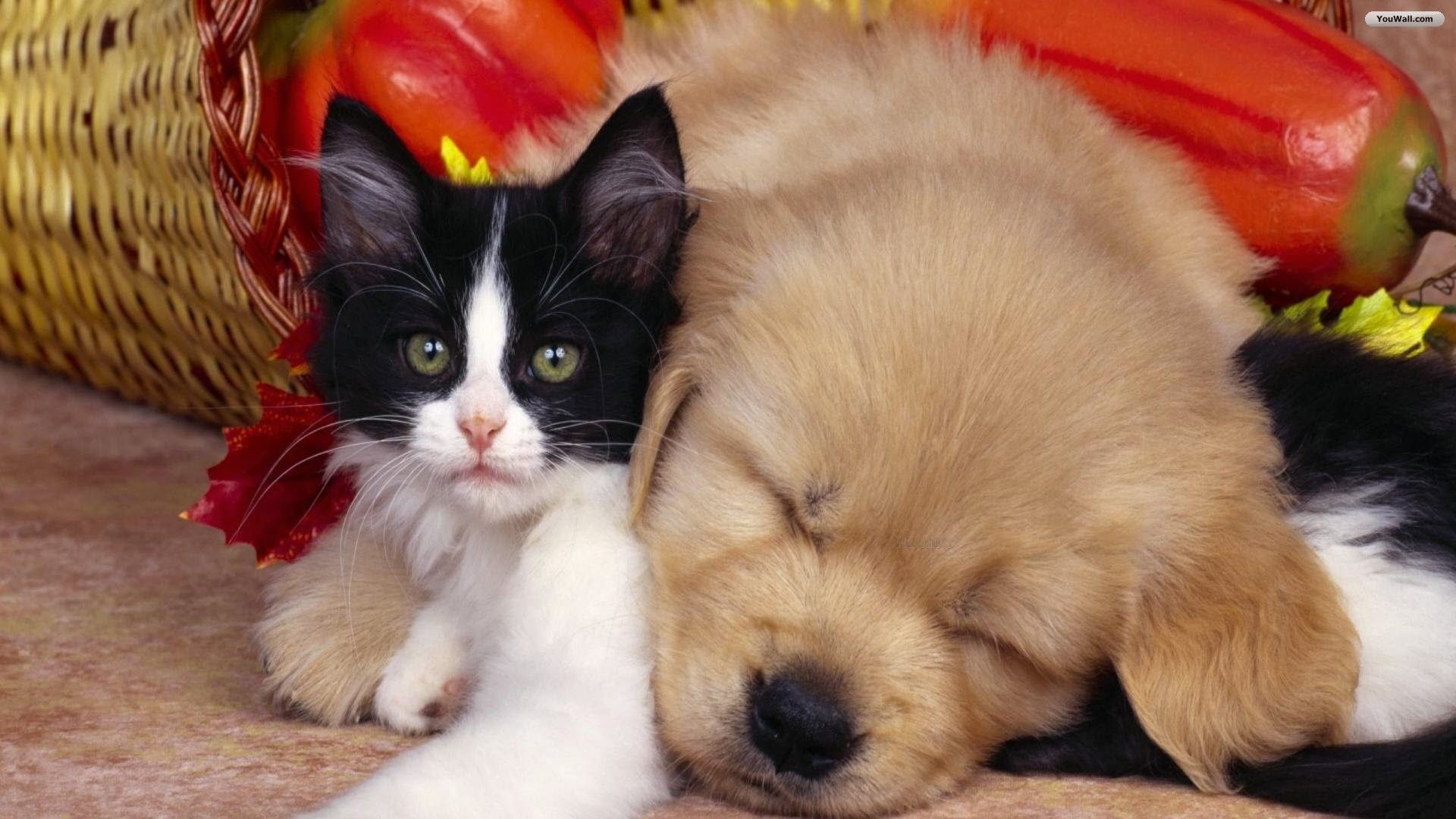 Gattino bianco e nero con cucciolo, 1920x1080 1080p, PC Desktop