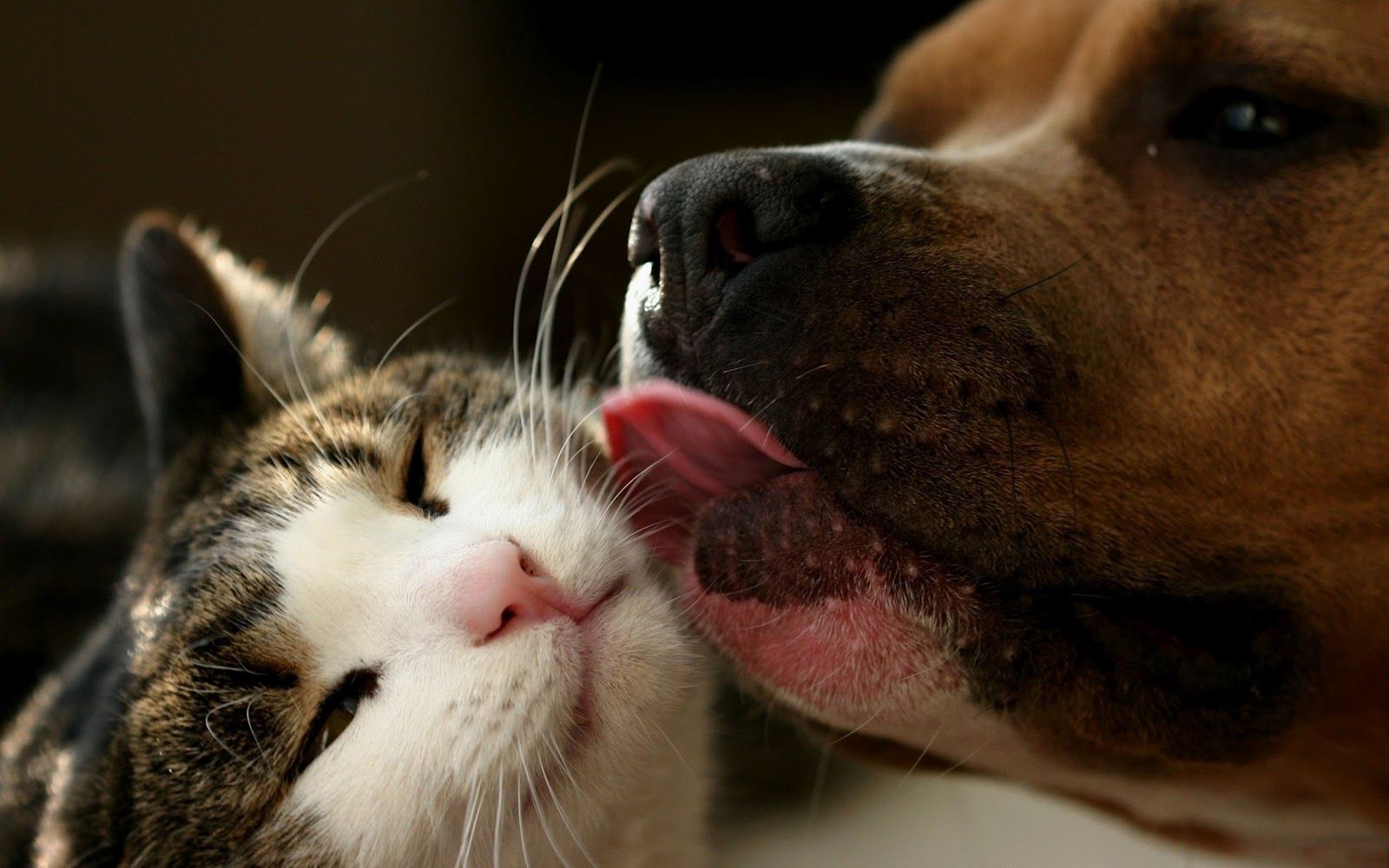 Cane che lecca gatto, 1600x1000 HD, Desktop