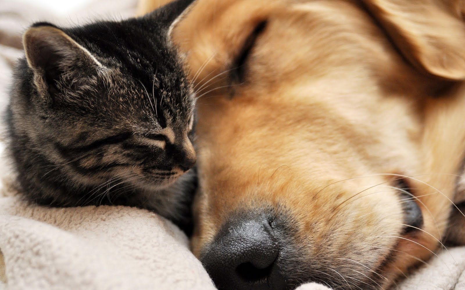 Gattino e cane addormentati, 1600x1000 HD, Lenovo Legion