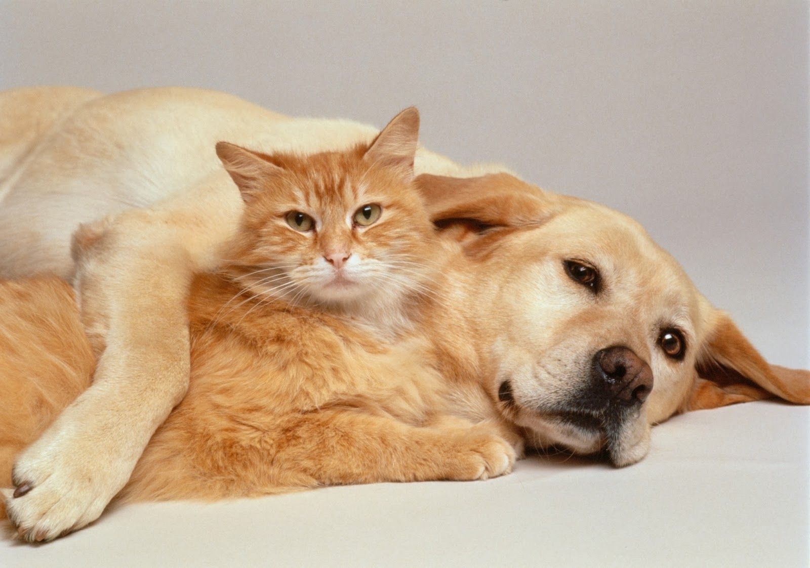 Gatto arancione e cane insieme, 1600x1123 HD, PC