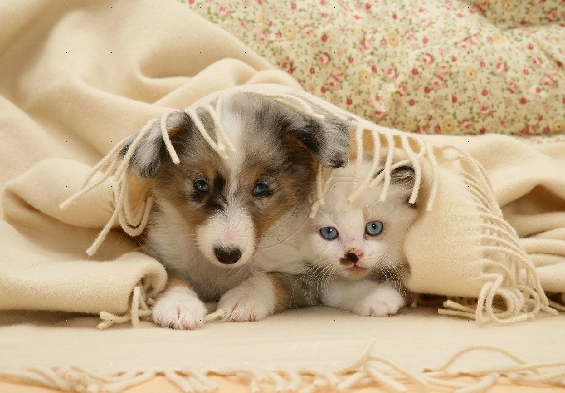 Cucciolo e gattino sotto coperta, 1150x800 HD, Desktop