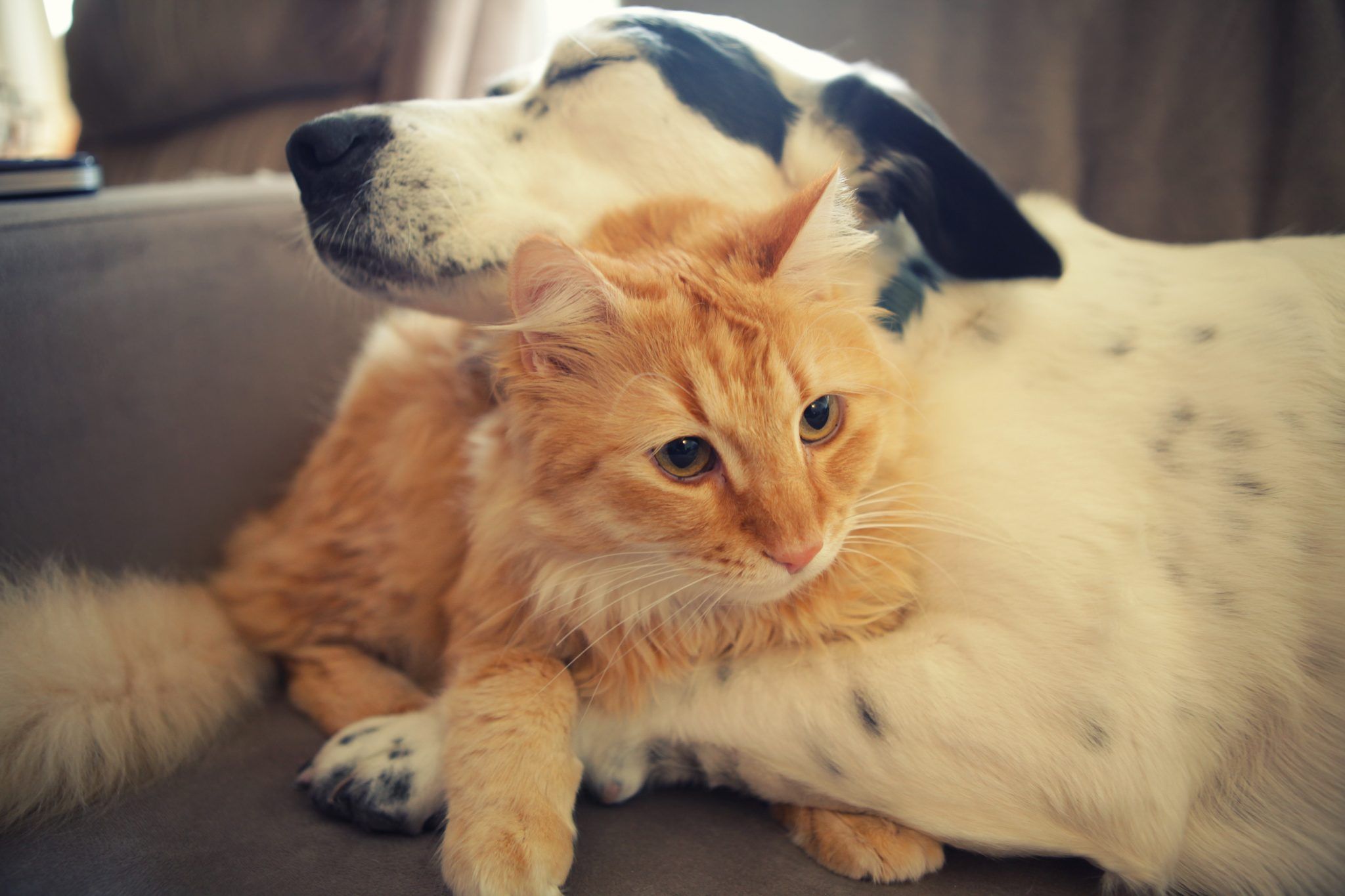 Gattino arancione e cane bianco, 2048x1365 2K, Laptop