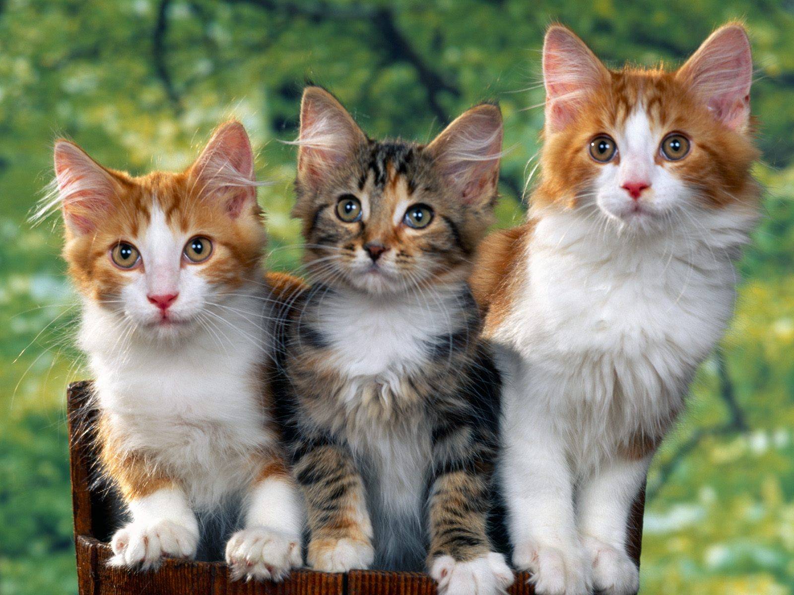 Tre gattini seduti insieme, 1600x1200 900p, Desktop