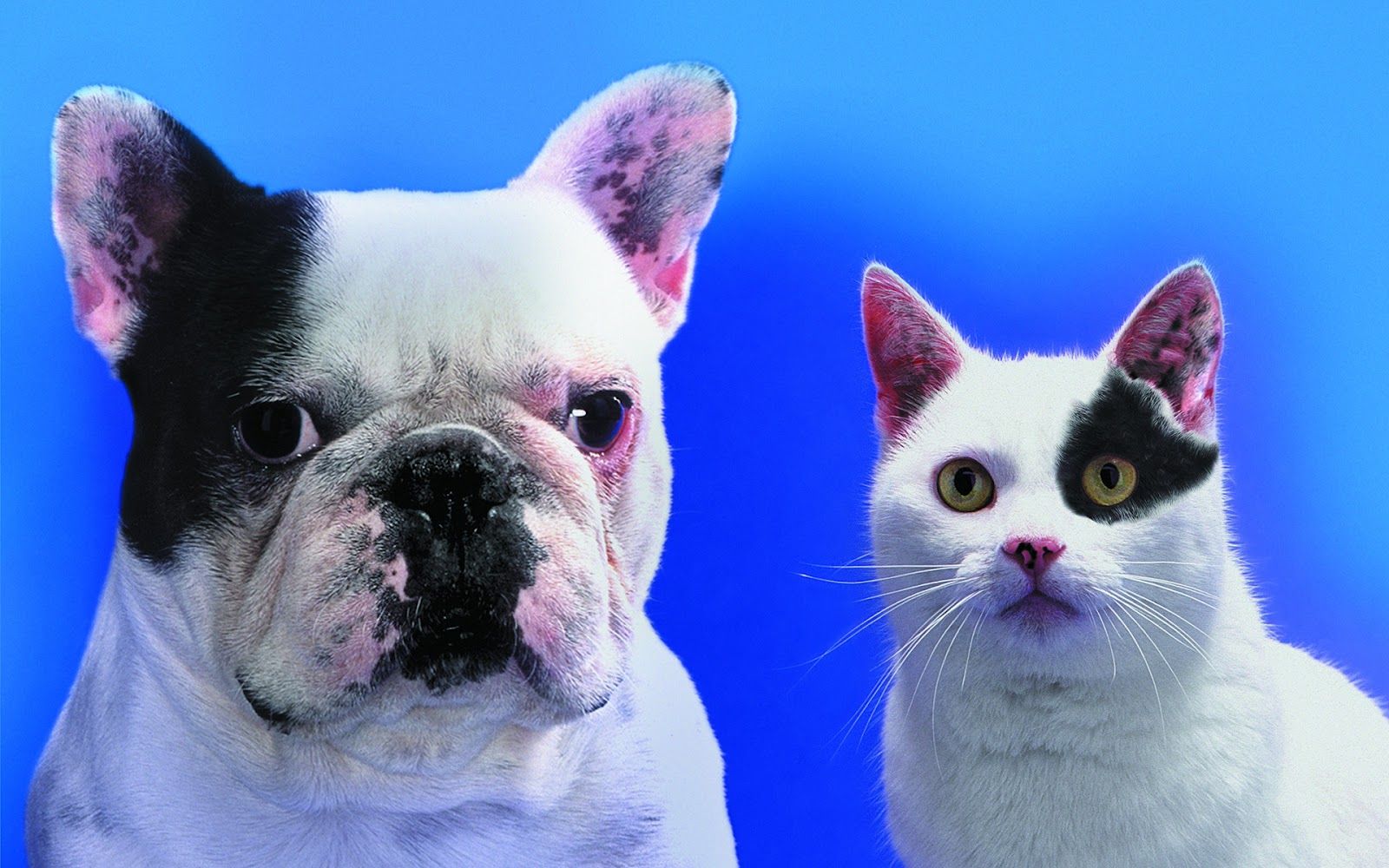 Bulldog francese e gatto bianco, 1600x1000 HD Ready, PC