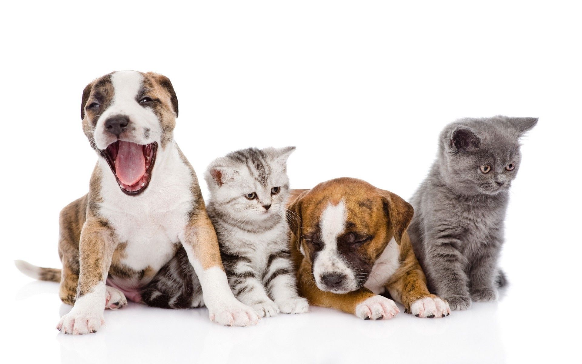 Cuccioli cani e gatti, 1920x1200 Full HD+, Desktop