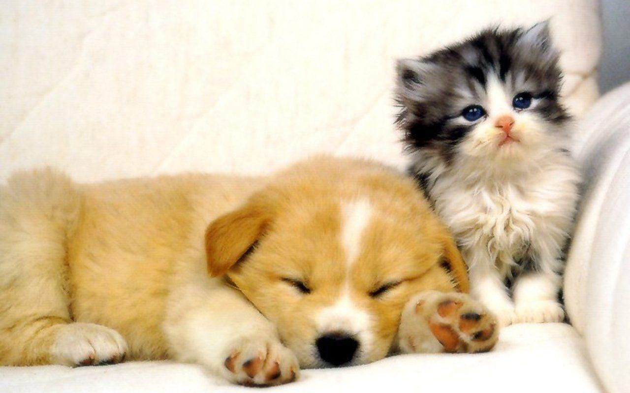 Cucciolo e gattino insieme, 1280x800 HD, Desktop